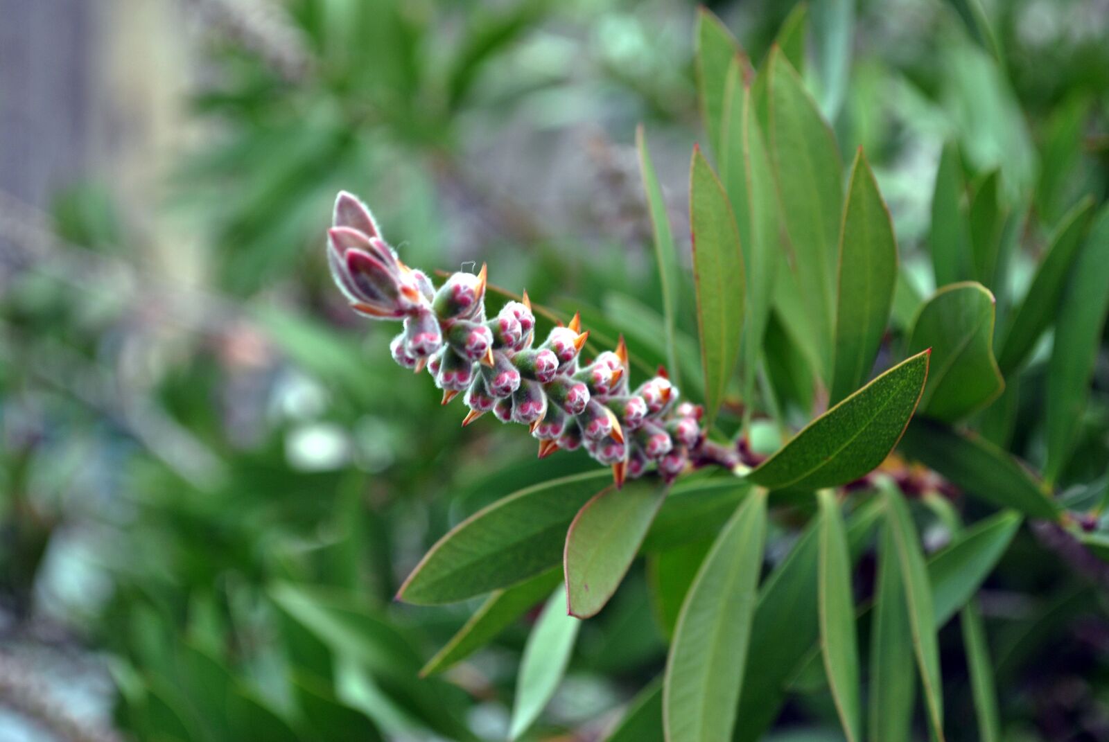 Nikon D3000 sample photo. Plant, ornamental plant, leaves photography