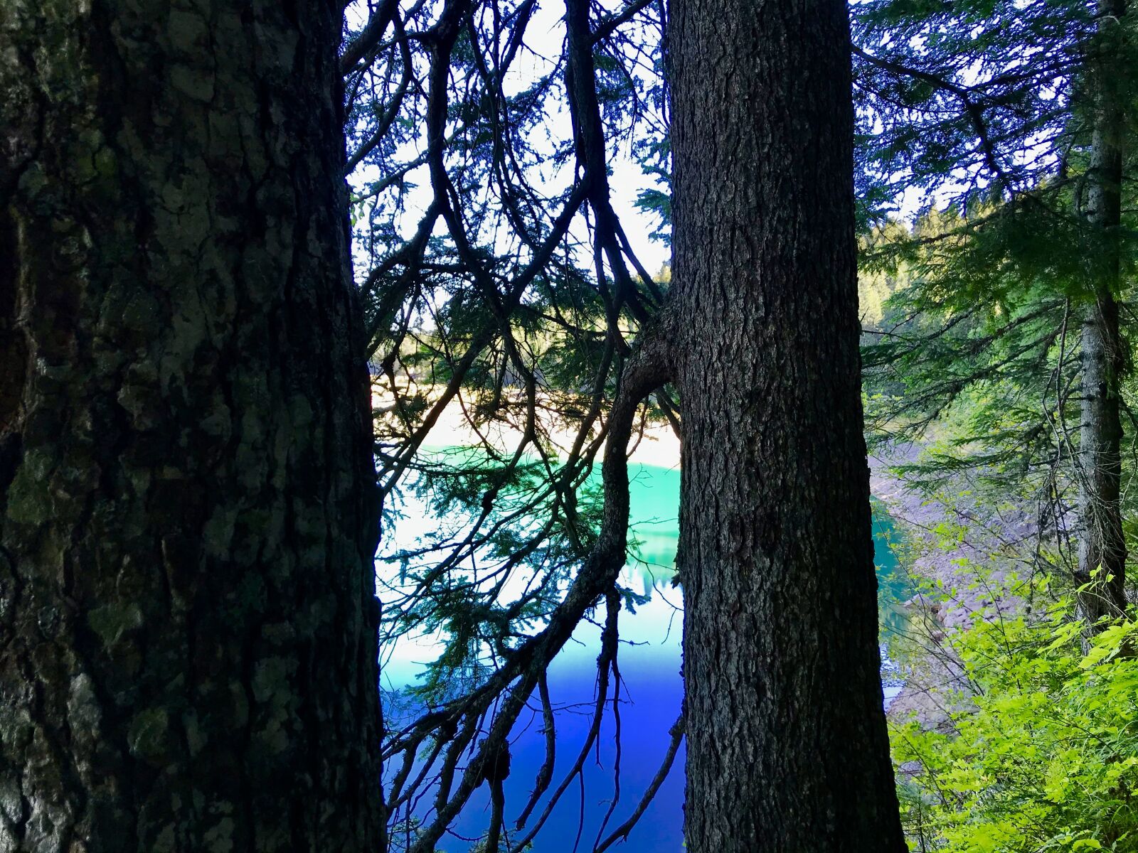 iPhone 7 back camera 3.99mm f/1.8 sample photo. Forest, lake, river photography
