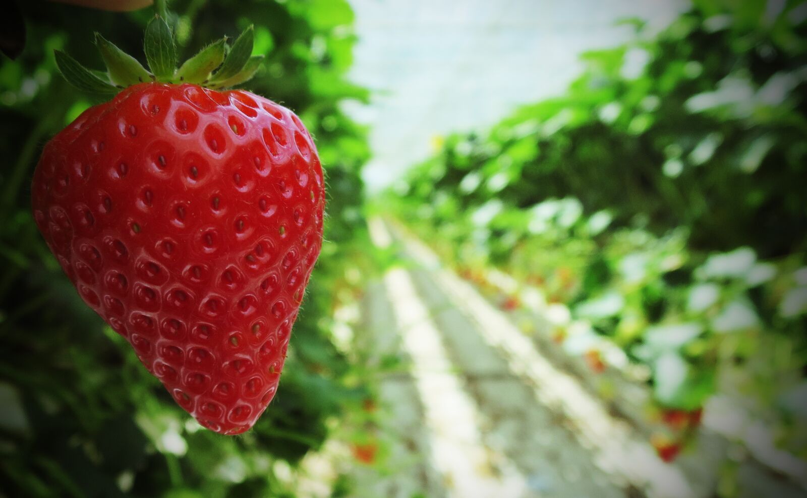 Canon PowerShot S120 sample photo. Strawberry, strawberries, fruit photography