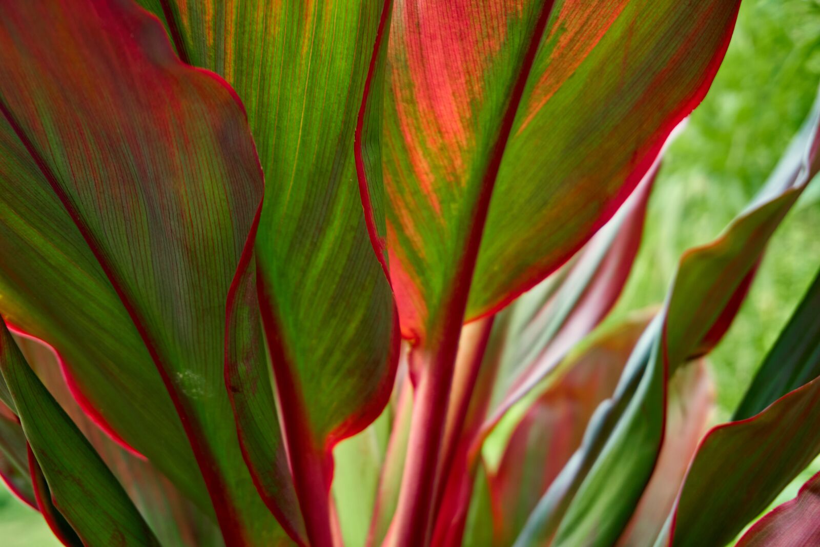 Sony a6500 sample photo. Ti plant, red, green photography
