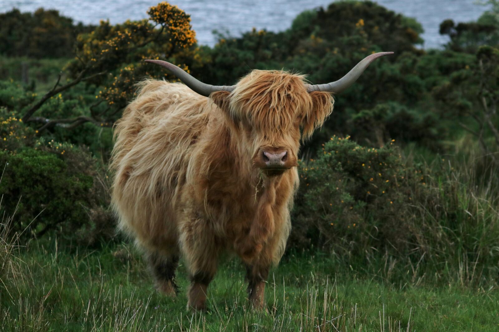 Canon EOS 750D (EOS Rebel T6i / EOS Kiss X8i) sample photo. Highland cow, cattle, farm photography