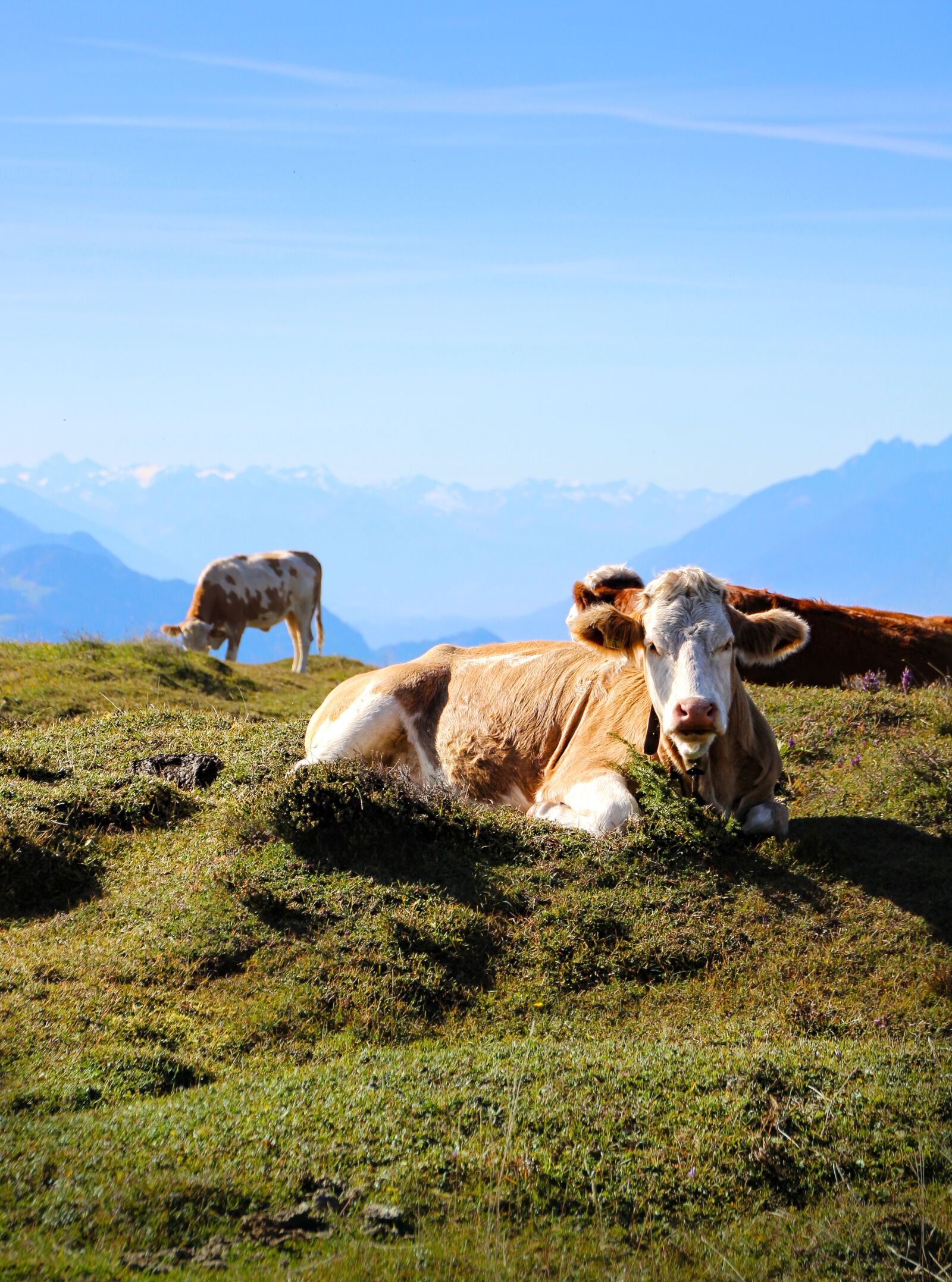 Canon EOS 1300D (EOS Rebel T6 / EOS Kiss X80) sample photo. Alm, austria, cow photography