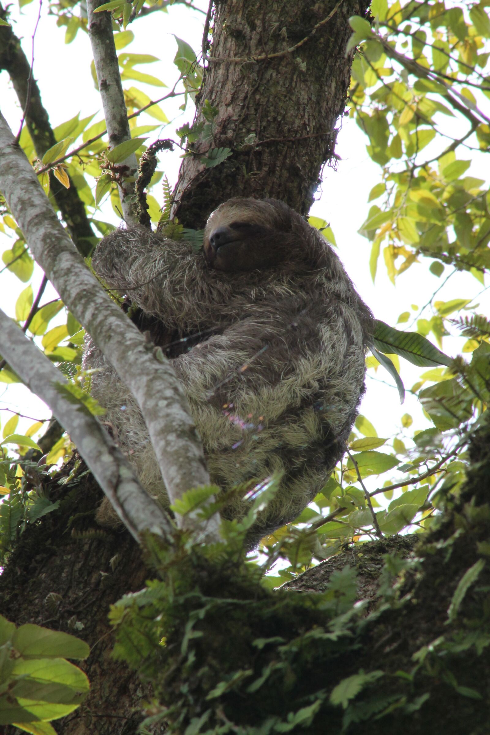 Canon EOS 1100D (EOS Rebel T3 / EOS Kiss X50) sample photo. Sloth, costa rica, jungle photography