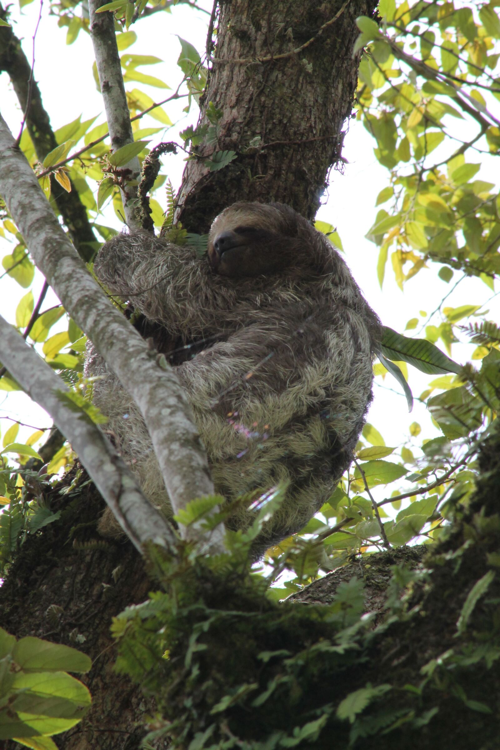 Canon EOS 1100D (EOS Rebel T3 / EOS Kiss X50) + Canon EF75-300mm f/4-5.6 sample photo. Sloth, costa rica, jungle photography