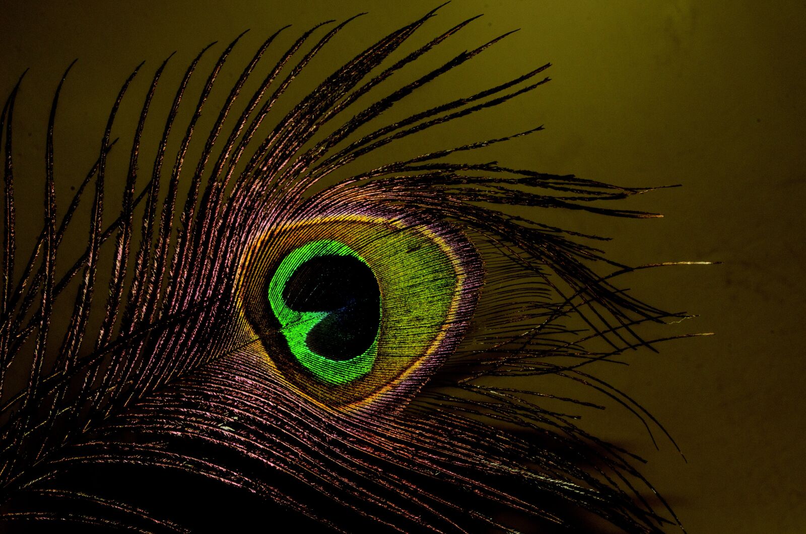 Nikon D7000 sample photo. Peacock, dark, feather photography