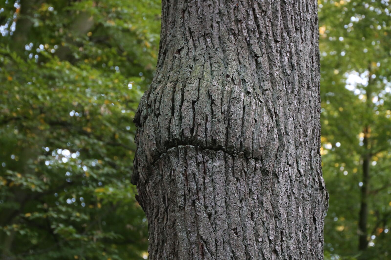 Canon EF 24-105mm F3.5-5.6 IS STM sample photo. Mouth, tree, forest photography
