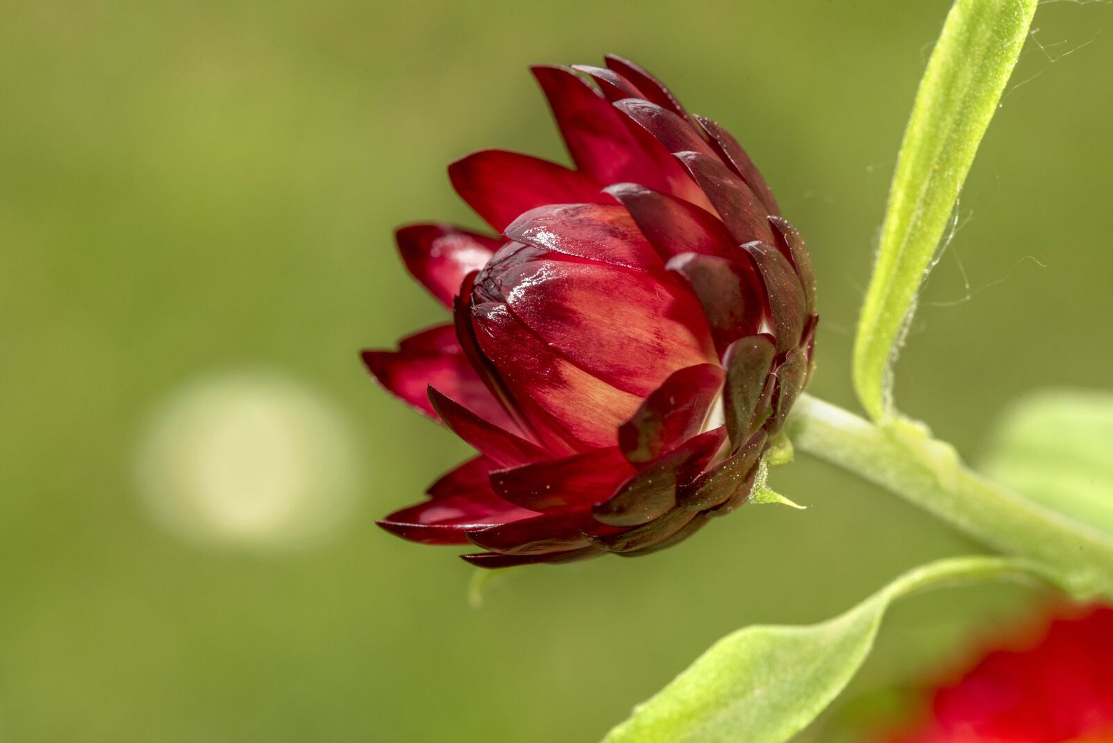 Nikon D750 sample photo. Italicum, flower, forever photography