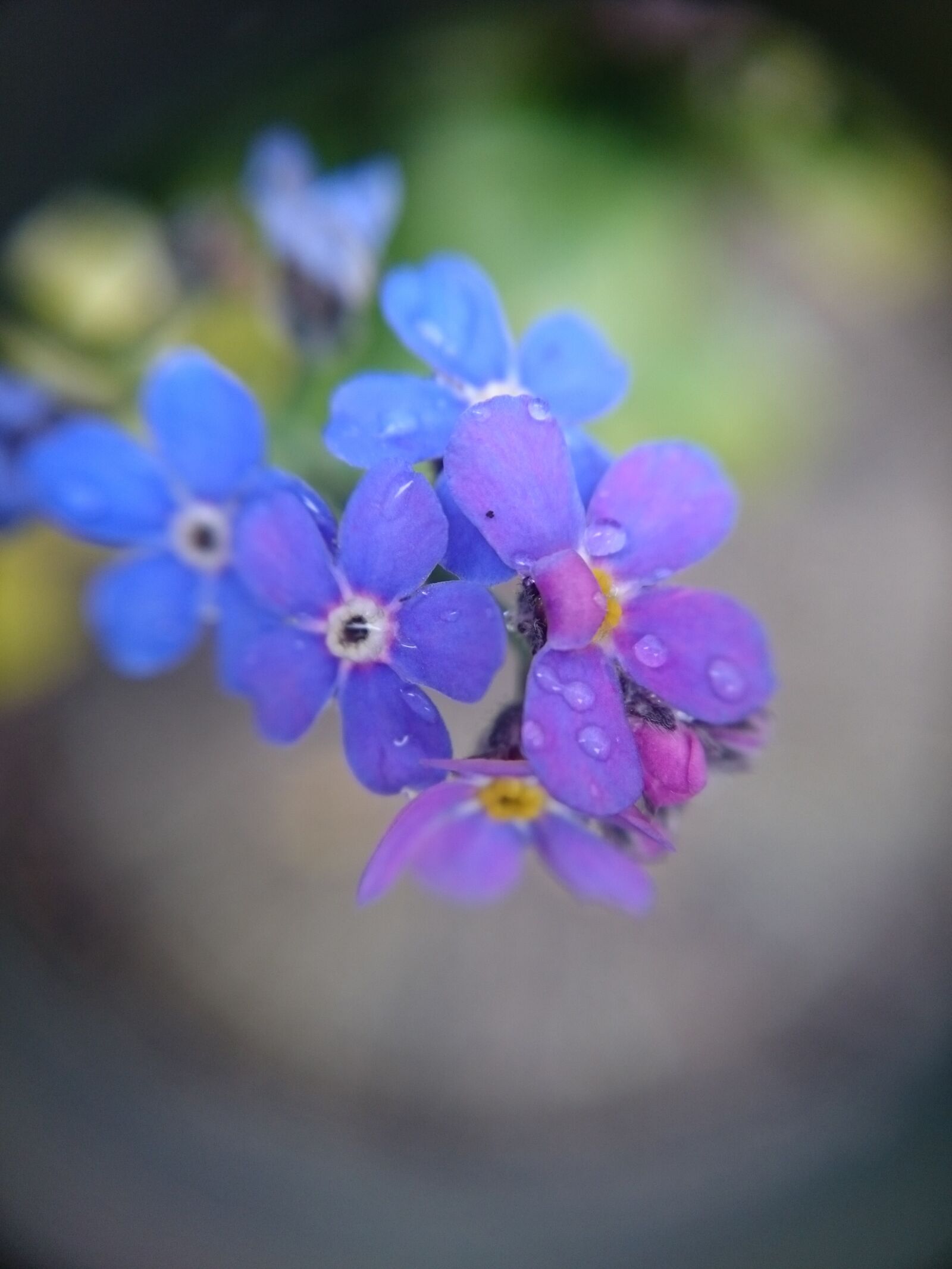 Sony Xperia Z3 sample photo. Macro, flower, forget me photography