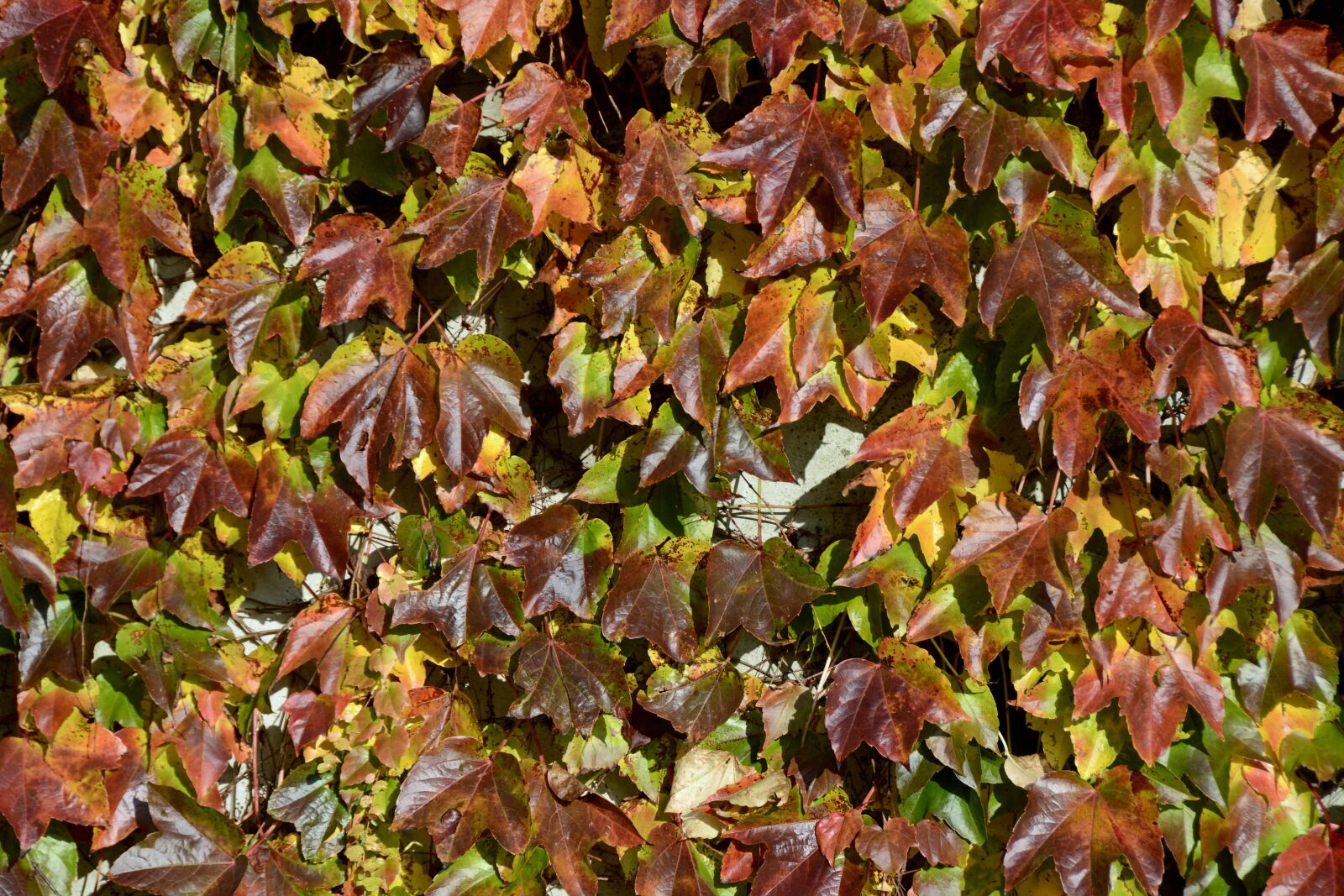 Nikon D7100 sample photo. Wine partner, autumn colours photography