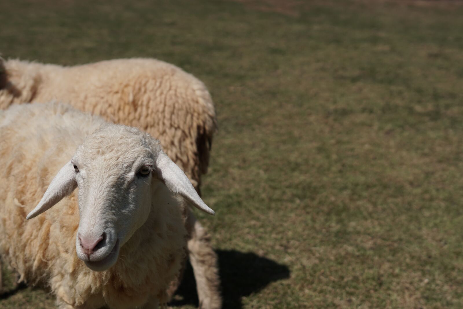 Sony a6300 + Sony FE 50mm F1.8 sample photo. Sheep, animal, farm photography