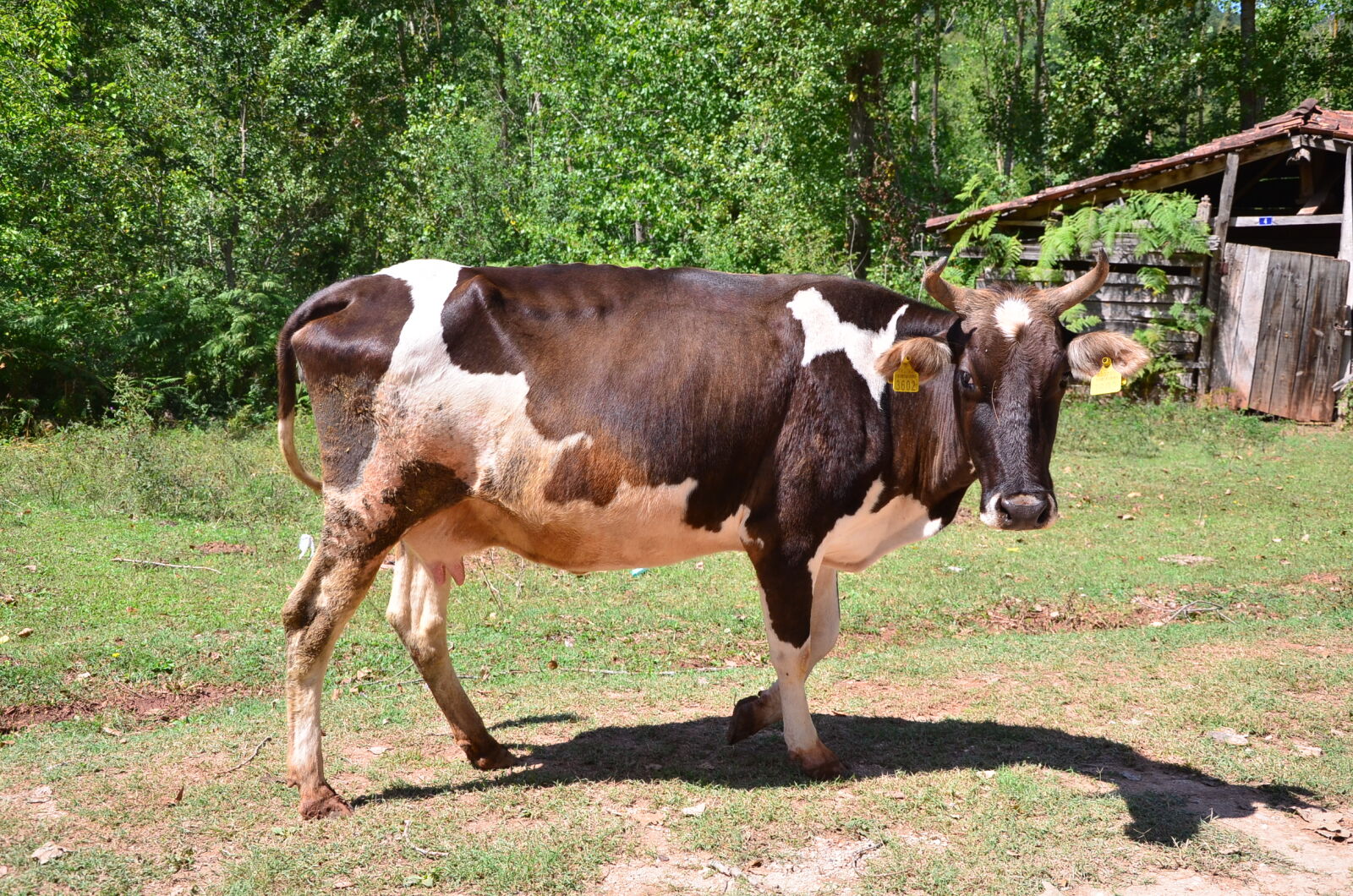 Nikon D7000 sample photo. Animal, animal, photography, cow photography