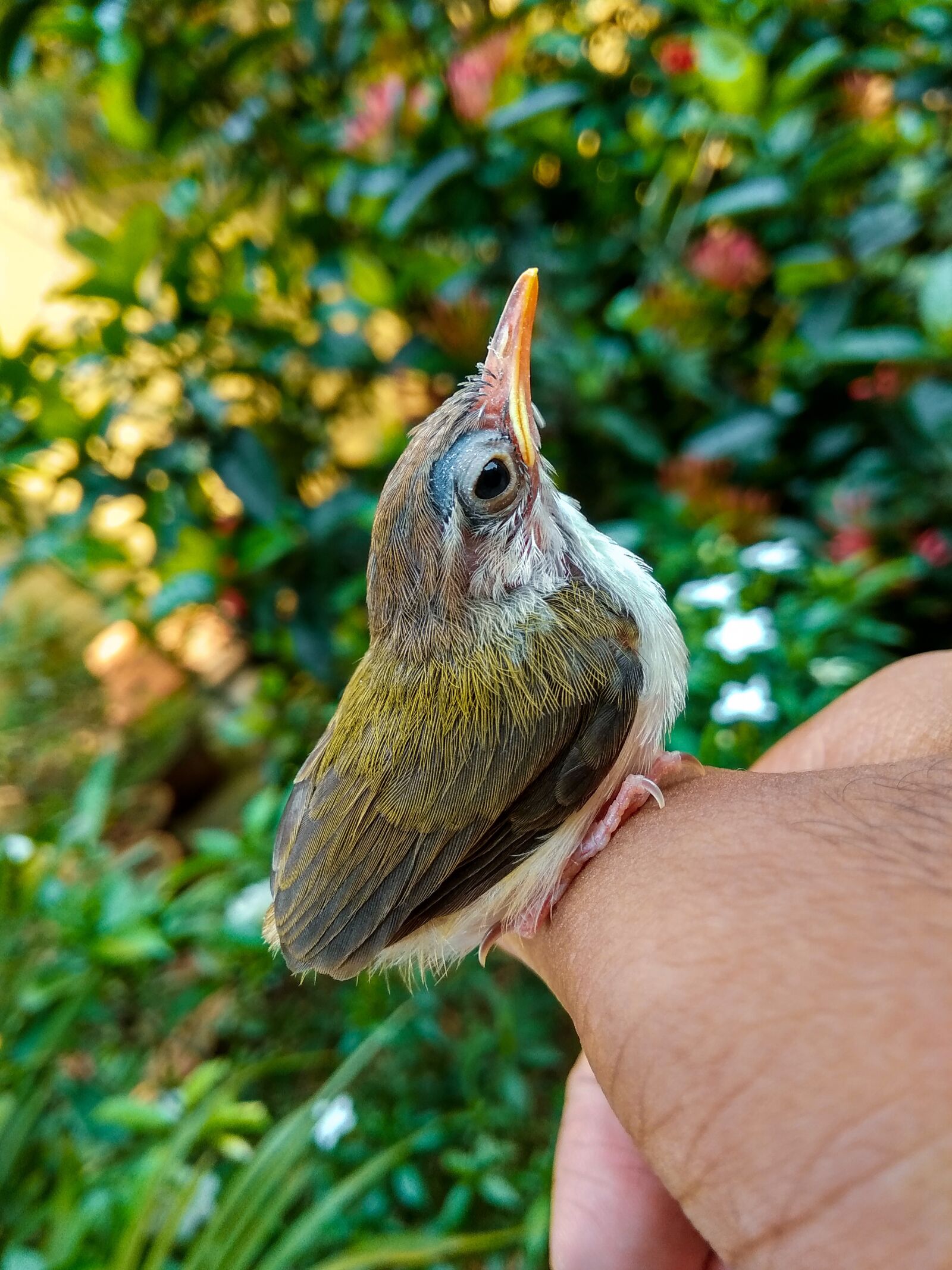 Xiaomi Redmi 5A sample photo. Tailorbird, songbird, india photography