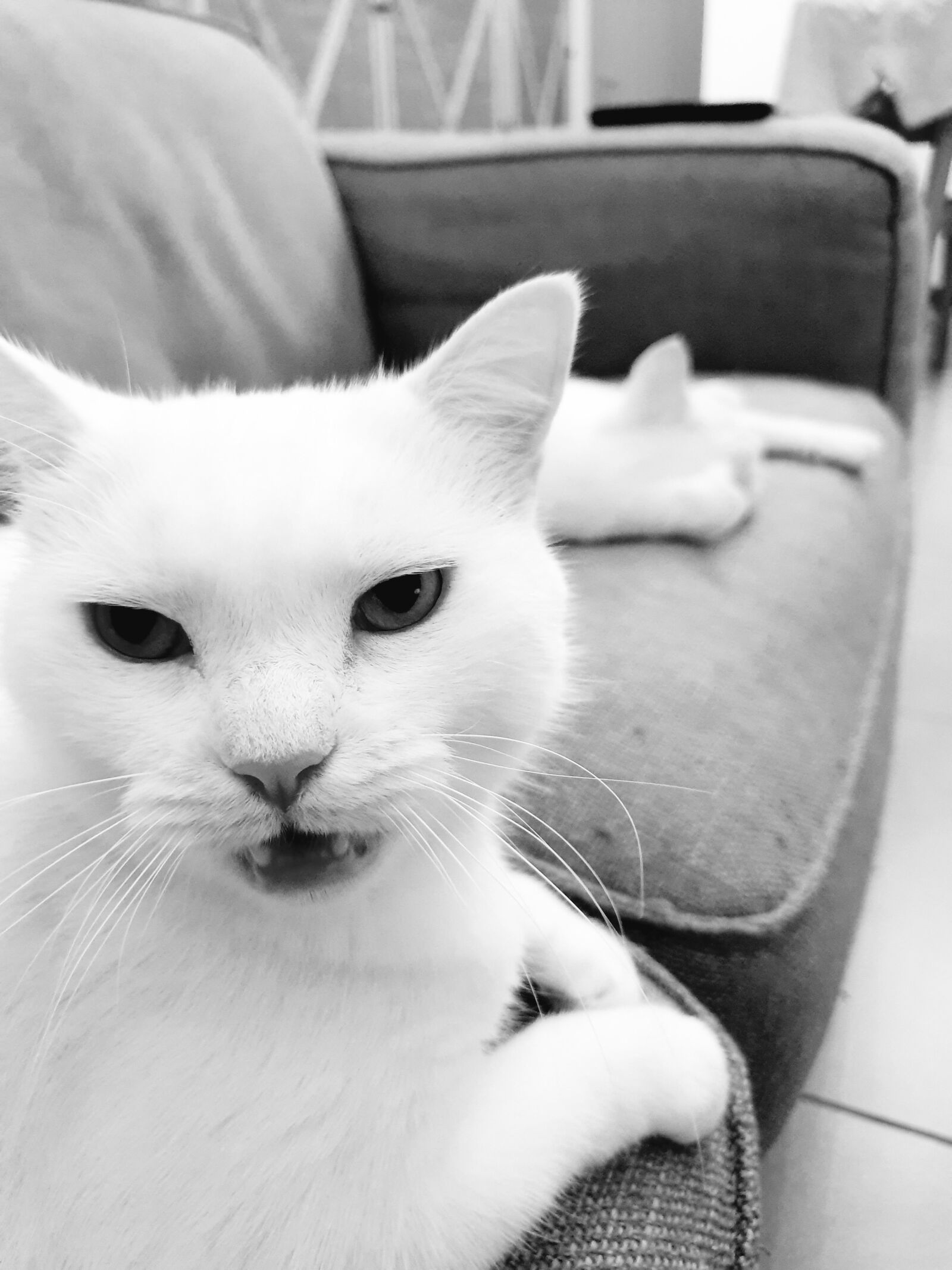 Samsung Galaxy Note9 sample photo. Cat, animals, house photography