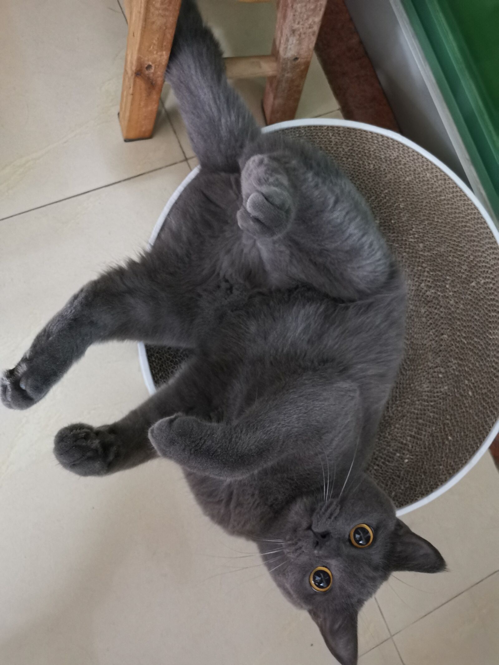HUAWEI Mate 20 Pro sample photo. Cat, blue cat, british photography