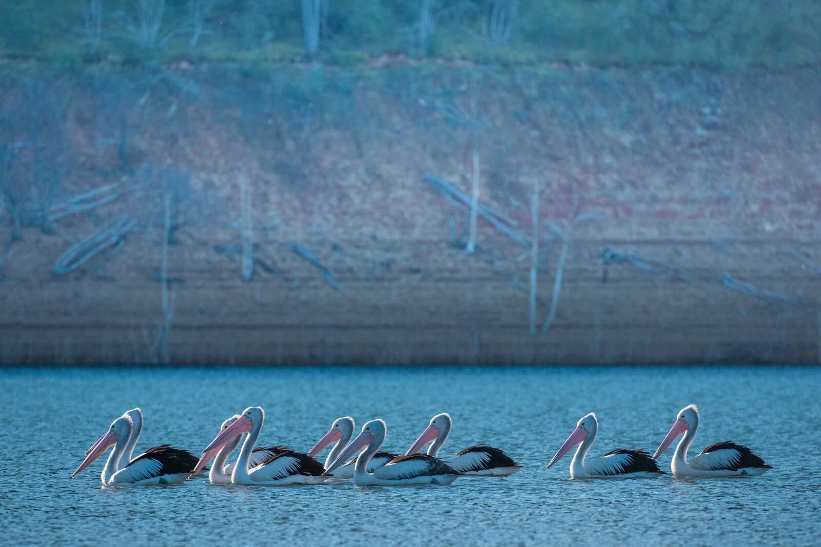 Nikon D750 sample photo. Pelican, lake, nature photography