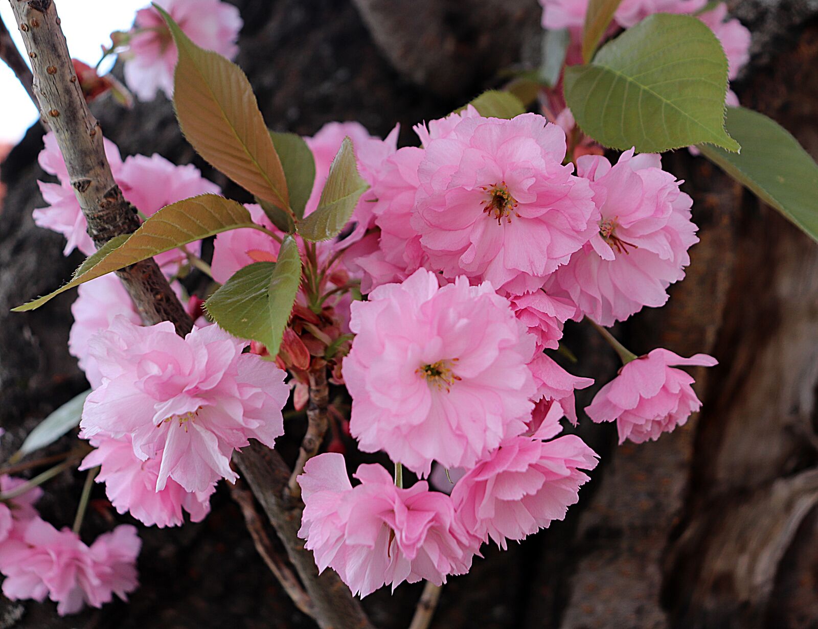 Canon EOS 200D (EOS Rebel SL2 / EOS Kiss X9) sample photo. Spring, tavasz, virág photography