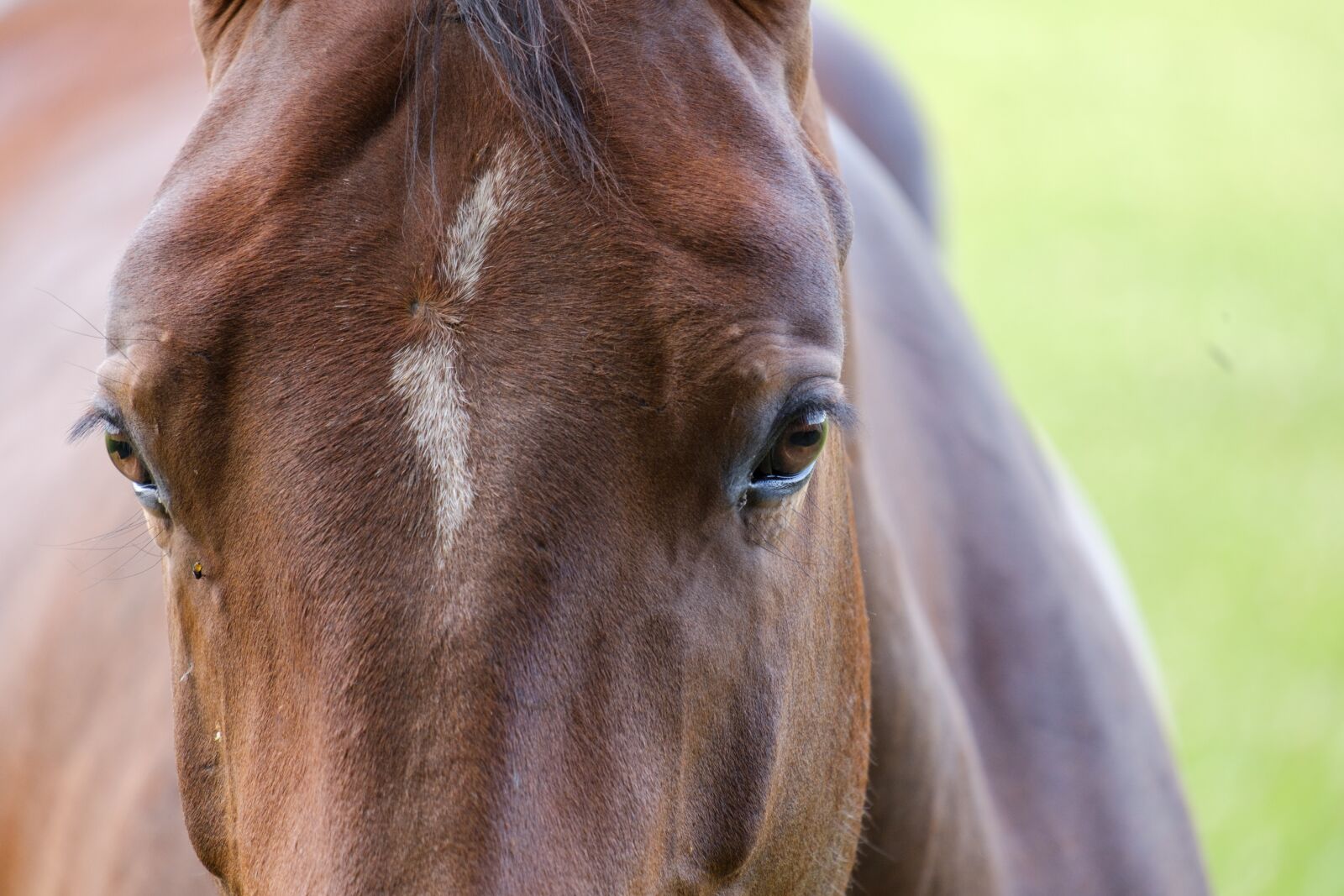 Fujifilm X-T2 + Fujifilm XF 55-200mm F3.5-4.8 R LM OIS sample photo. Horse, mare, head photography
