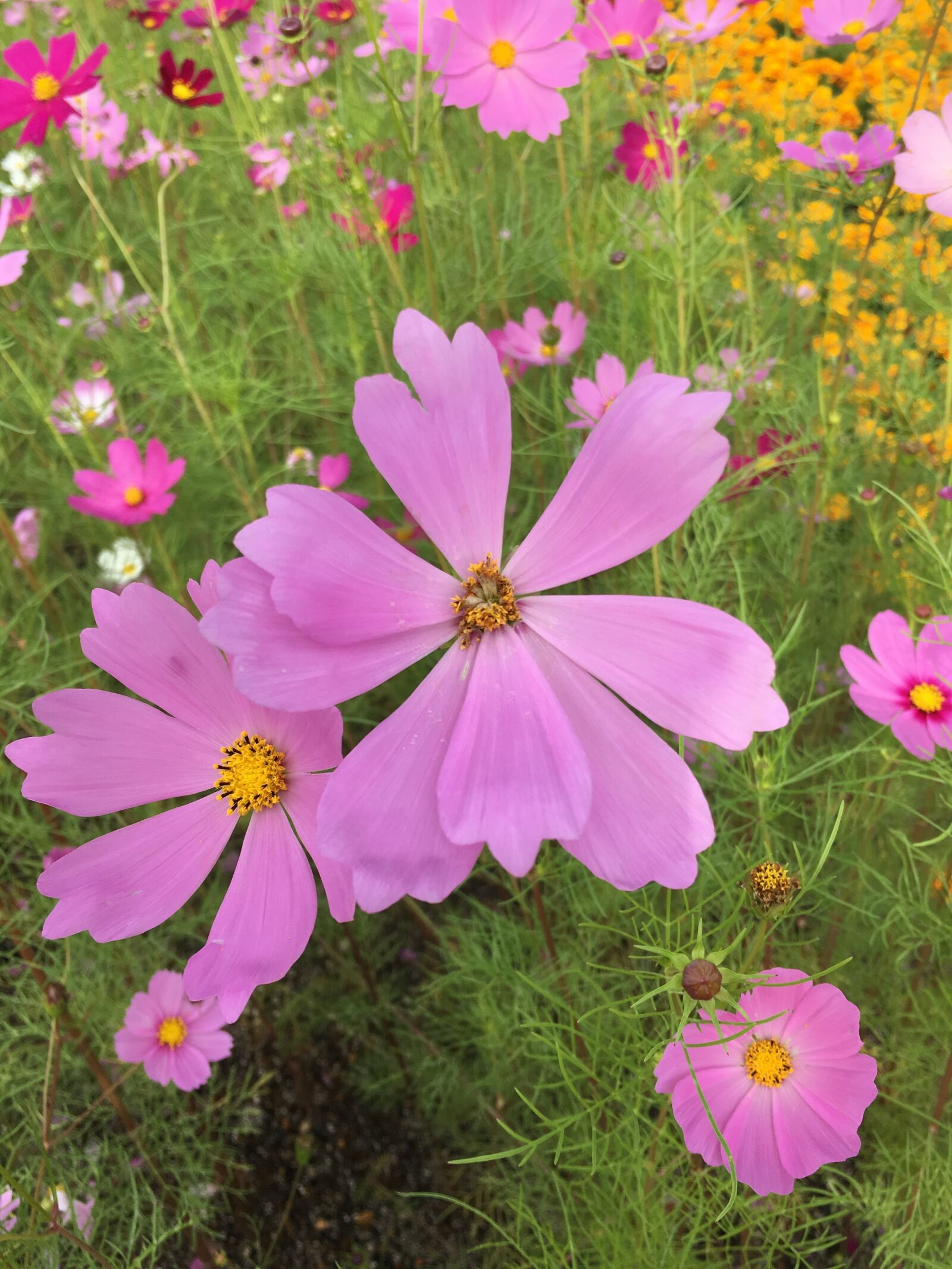 Apple iPhone 6s sample photo. Cosmos, flower photography