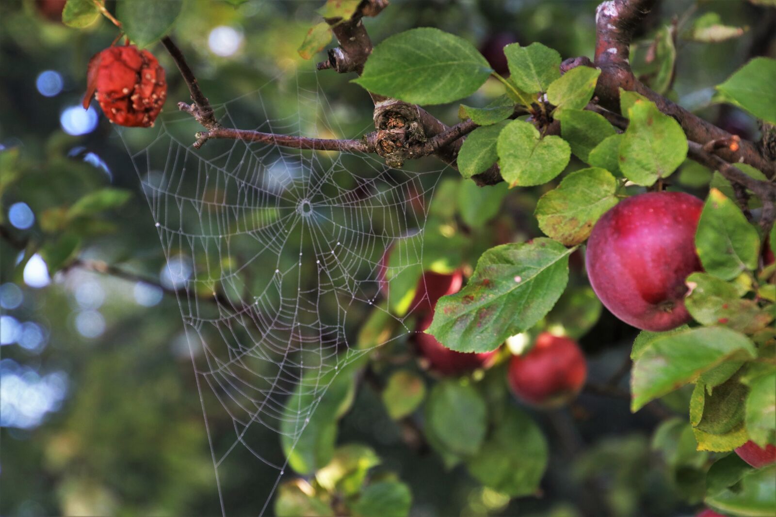 Canon EOS 80D sample photo. Cobweb, apple, misty photography