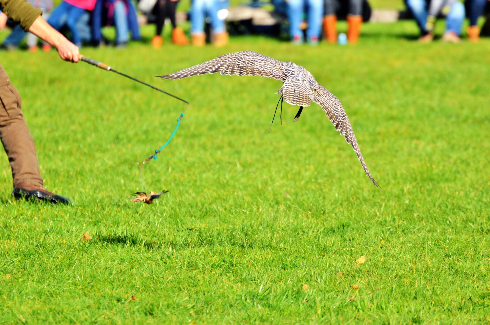 Nikon D3200 sample photo. Falcon, raptor, bird of photography