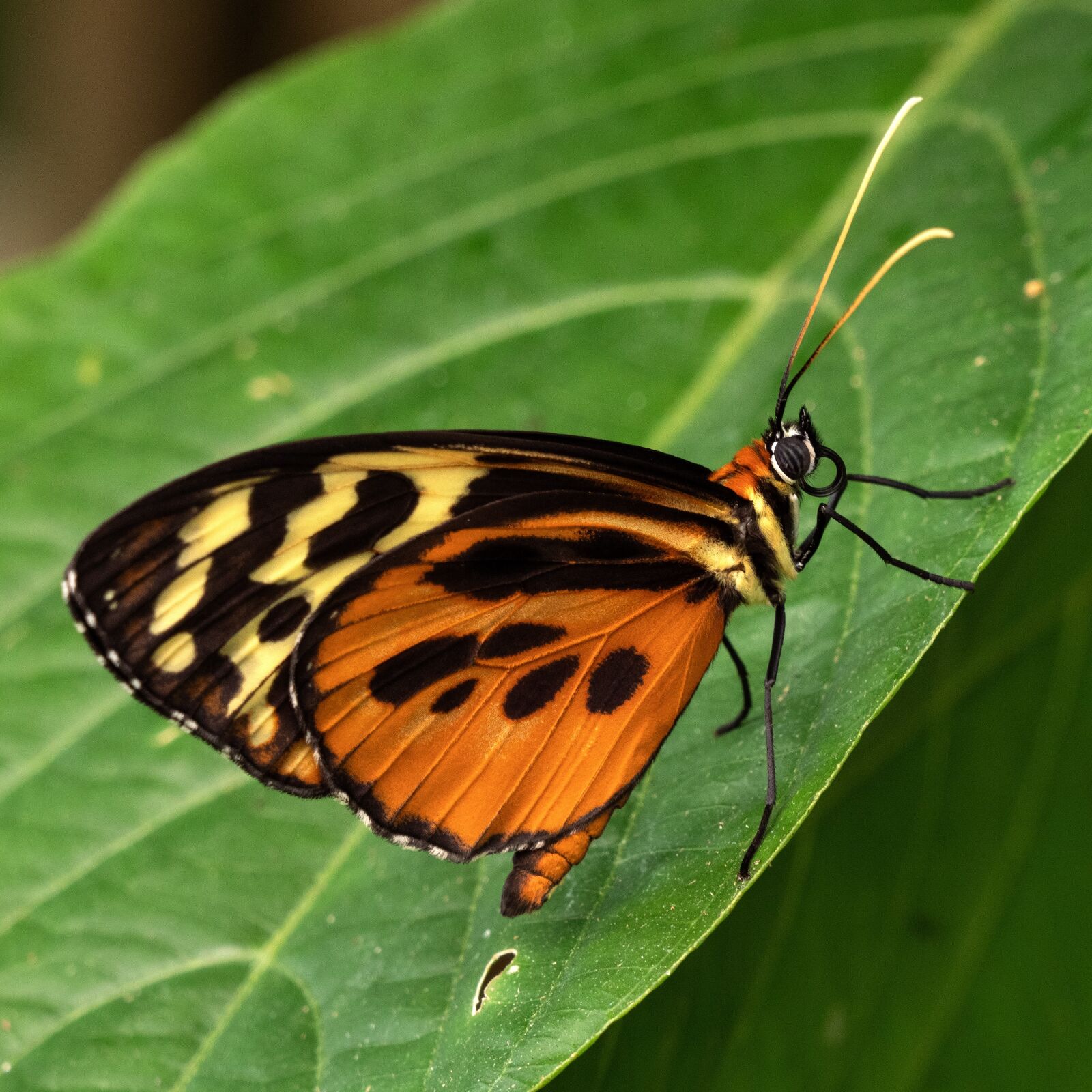 LEICA DG 100-400/F4.0-6.3 sample photo. Ecuador, butterfly, jungle photography