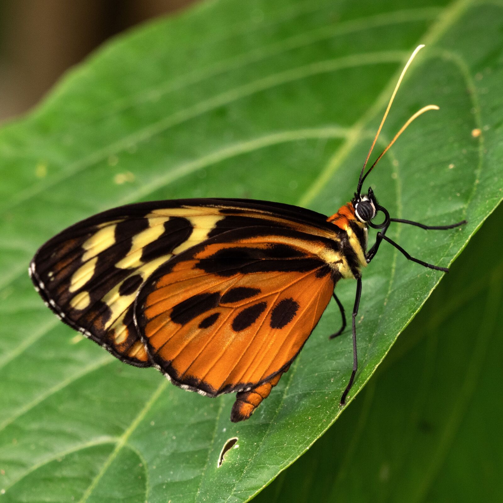 Panasonic Lumix DC-G9 + LEICA DG 100-400/F4.0-6.3 sample photo. Ecuador, butterfly, jungle photography