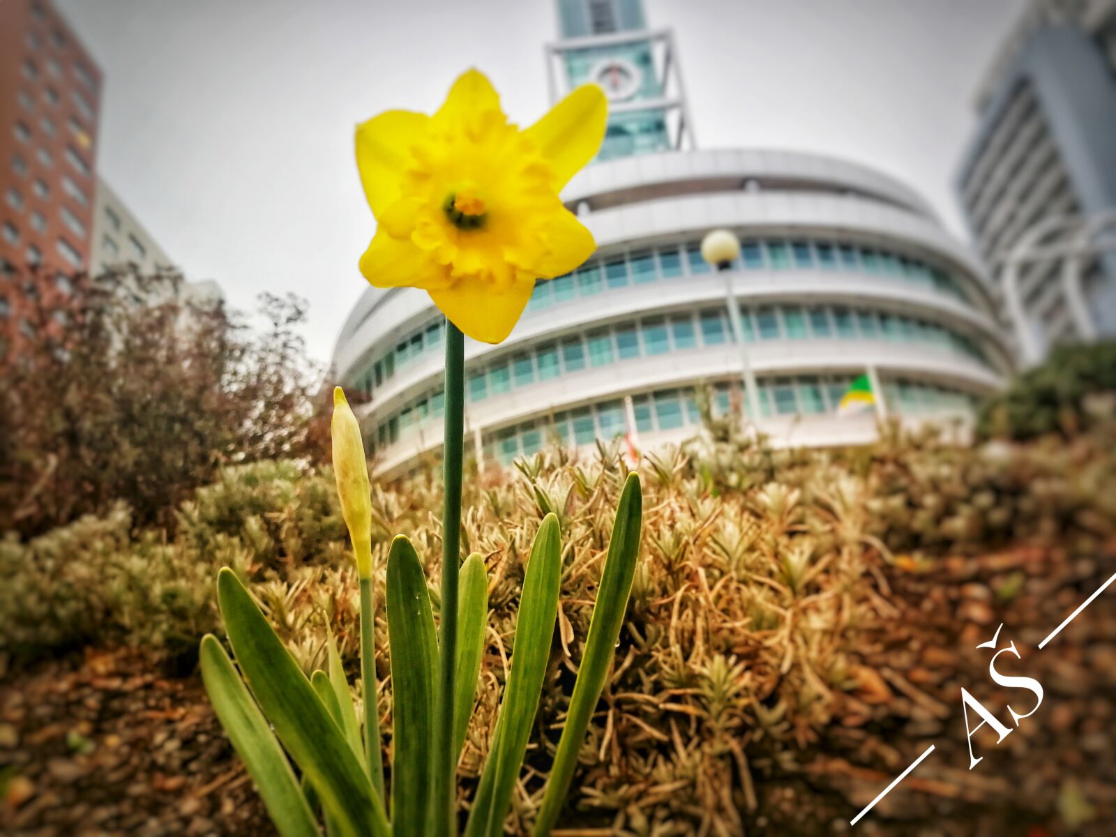 HUAWEI P10 sample photo. Prague, praha13, daffodil photography
