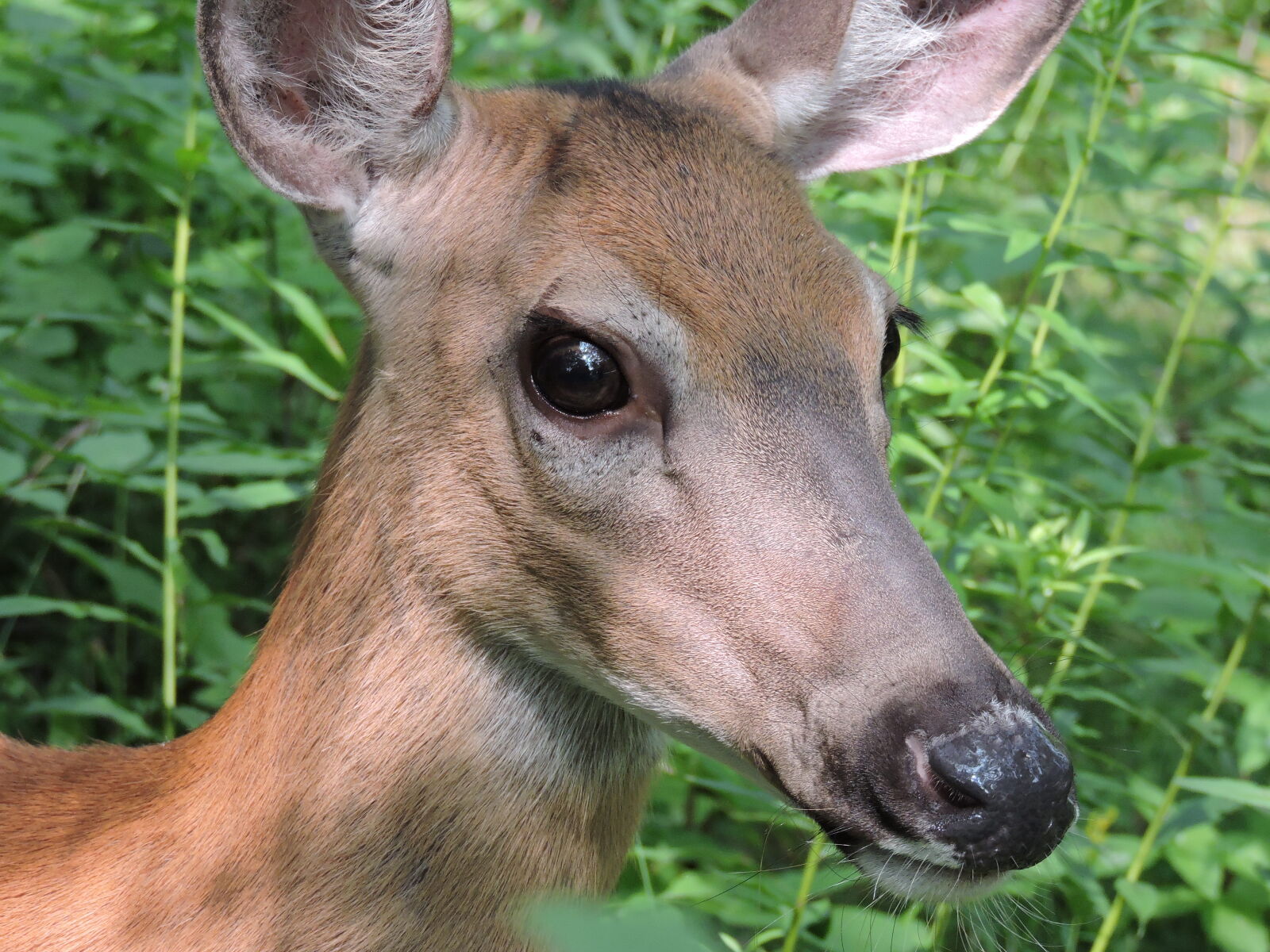 Nikon Coolpix P530 sample photo. Deer photography