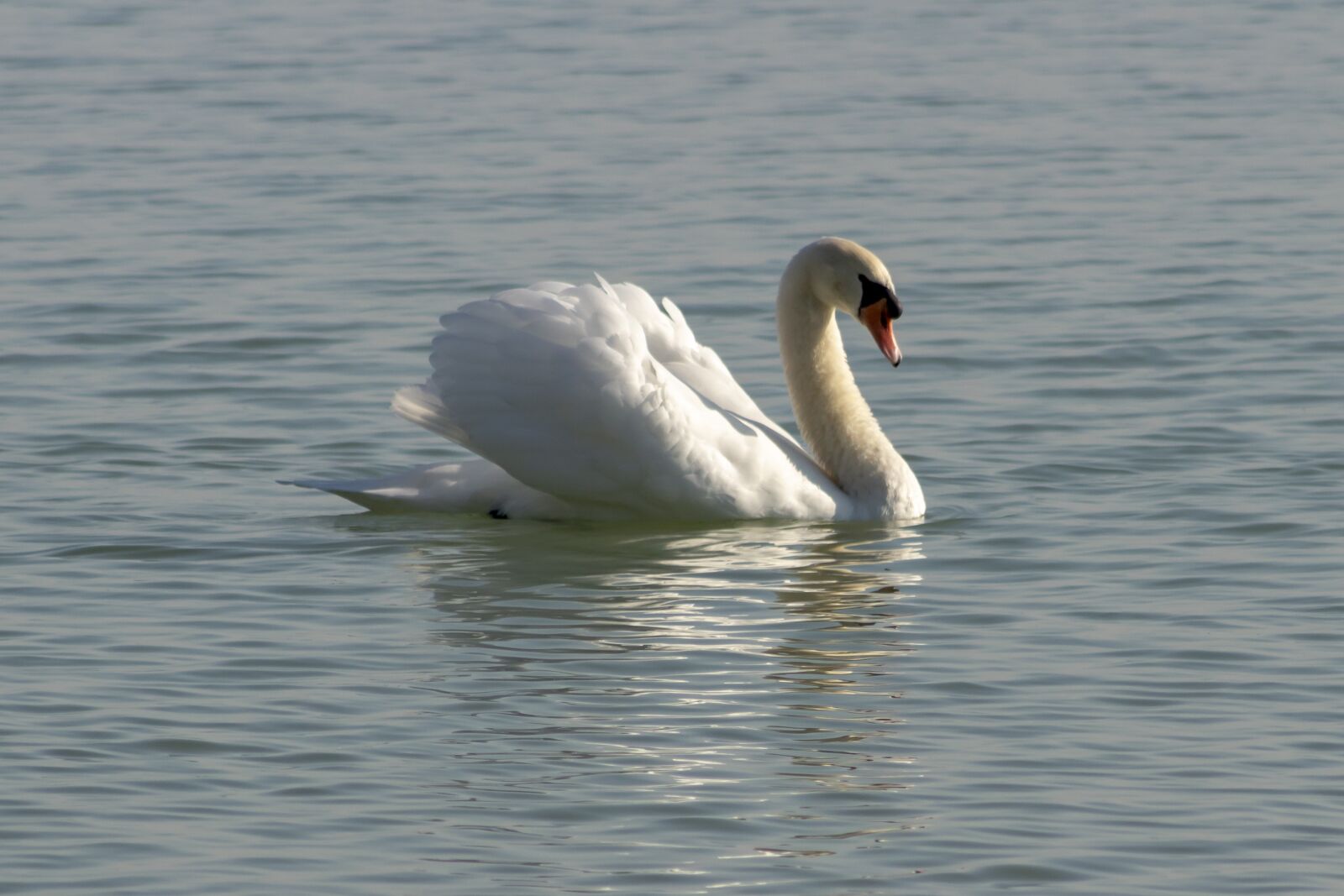 Canon EF75-300mm f/4-5.6 sample photo. Mute swan, bird, swim photography