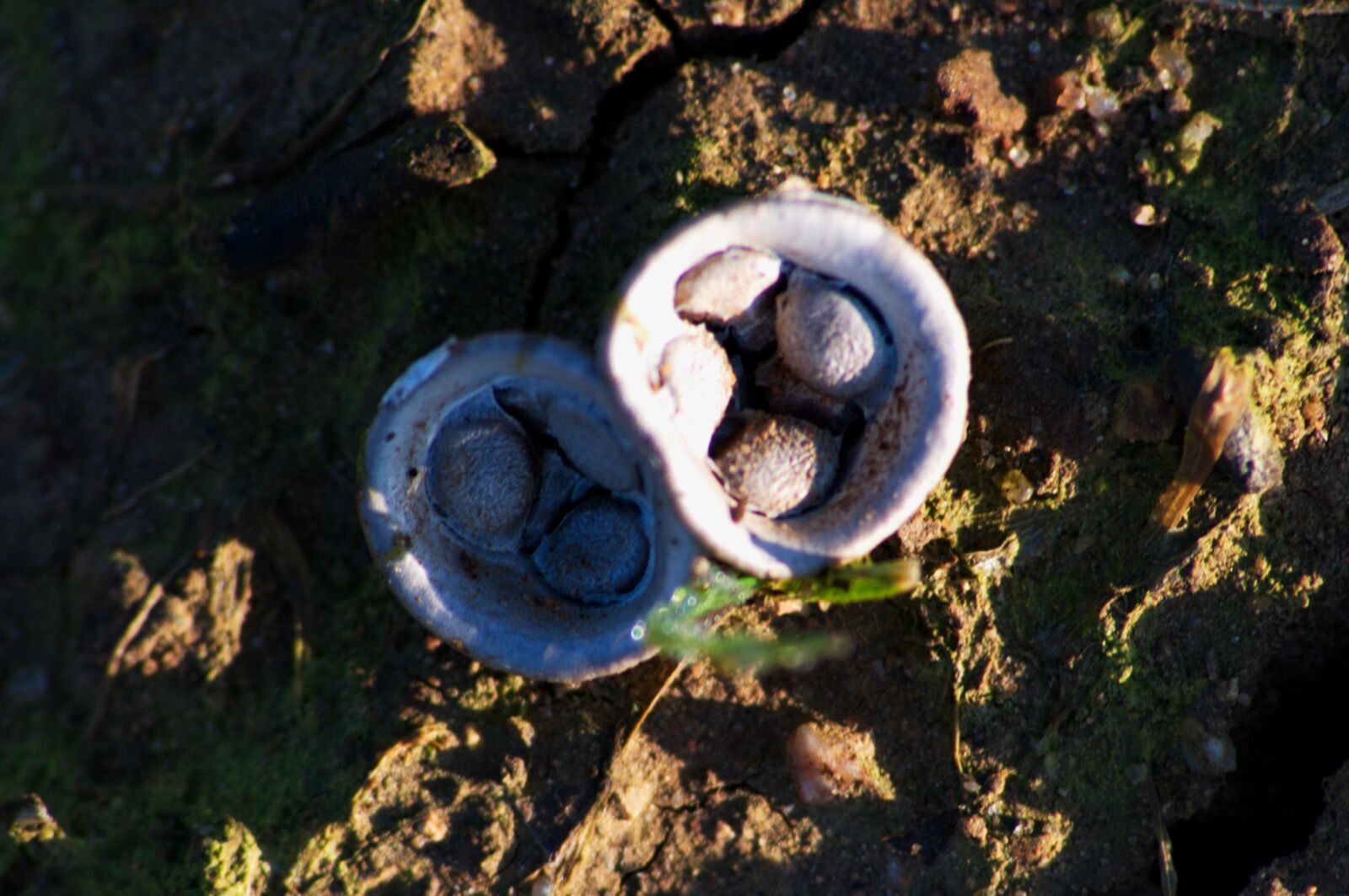 Nikon D5000 sample photo. Mushroom, fungi, crucibulum photography