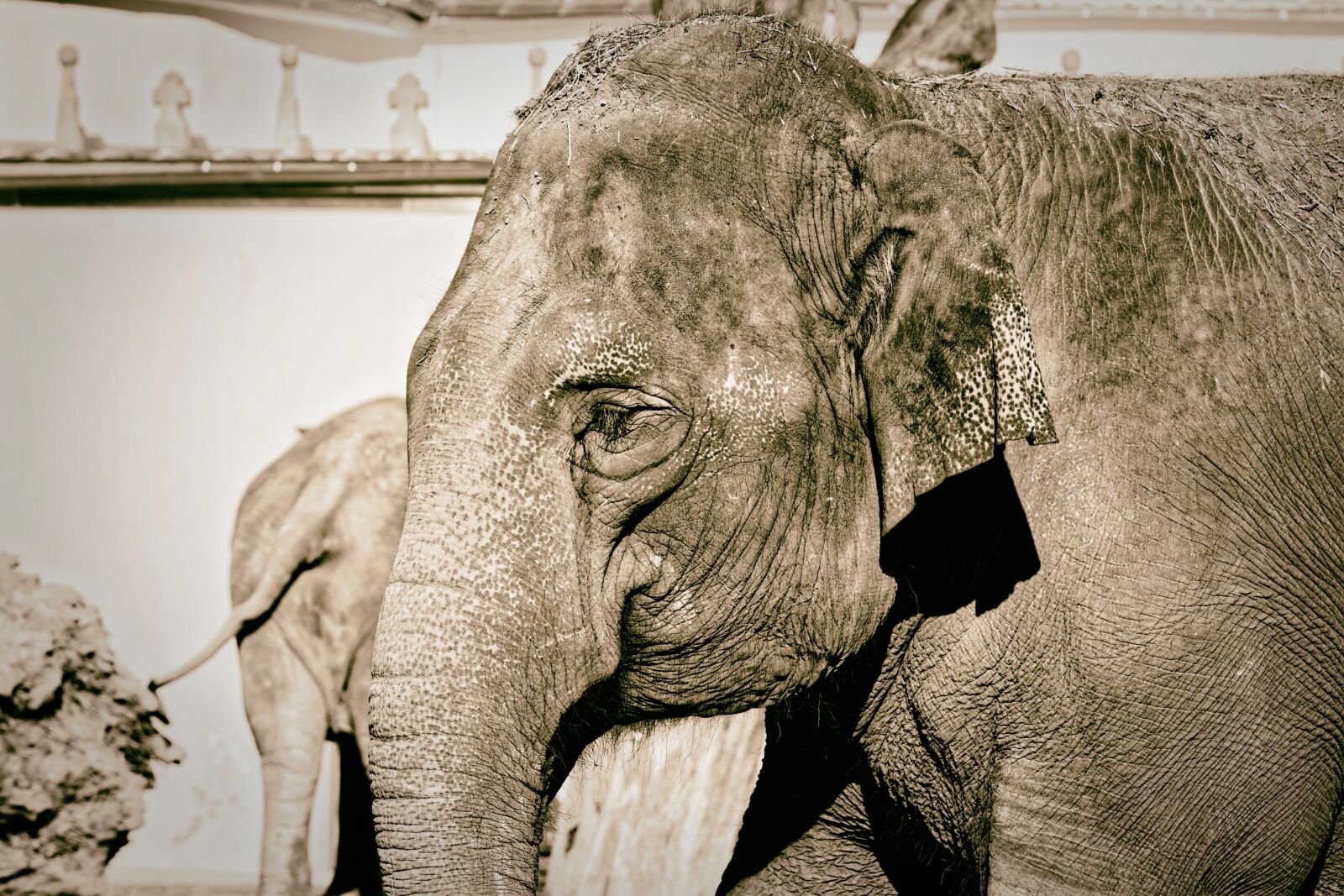 Nikon D7200 sample photo. Elephant, proboscis, pachyderm photography