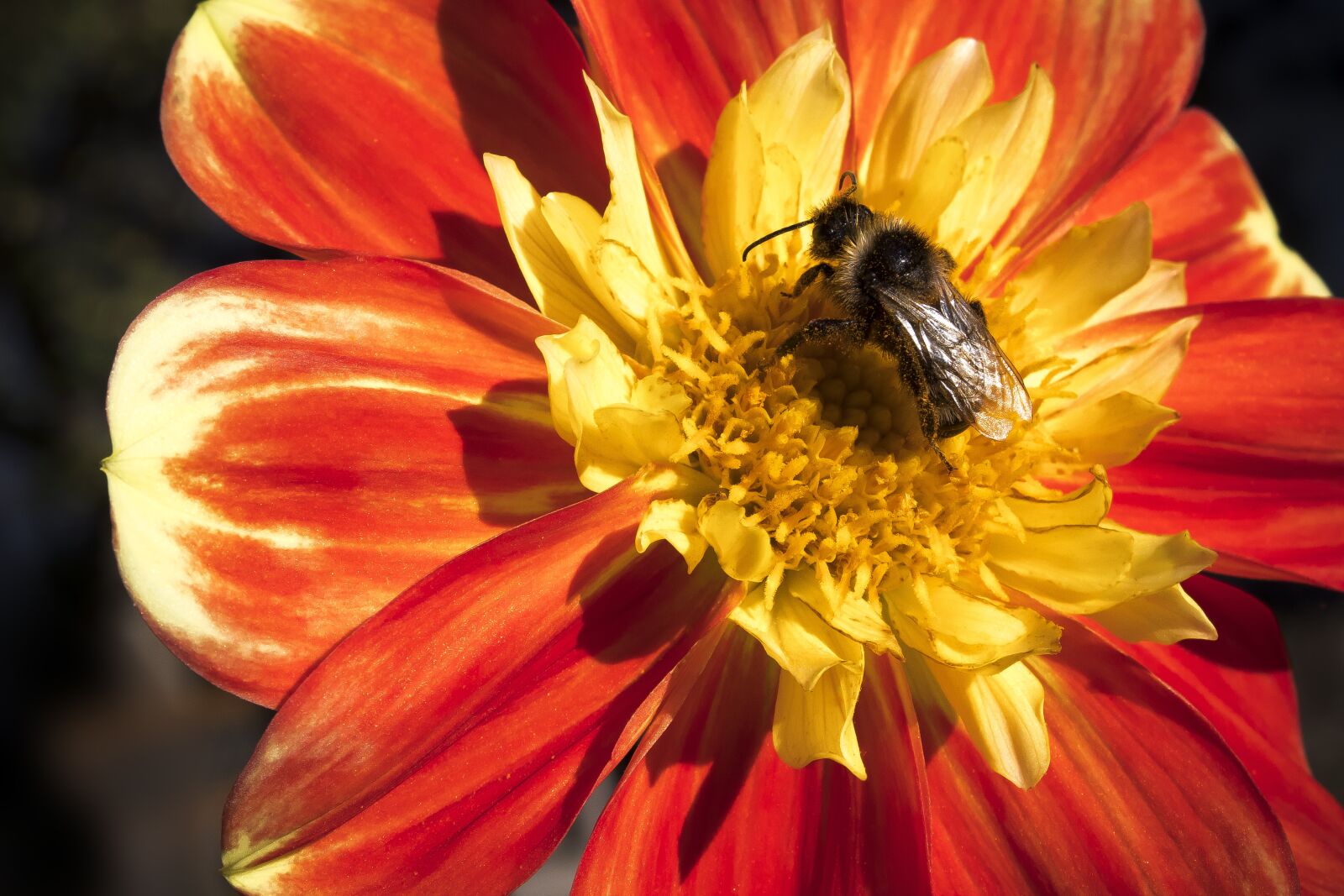 Canon EOS 1300D (EOS Rebel T6 / EOS Kiss X80) sample photo. Dahlia, georgine, hummel photography