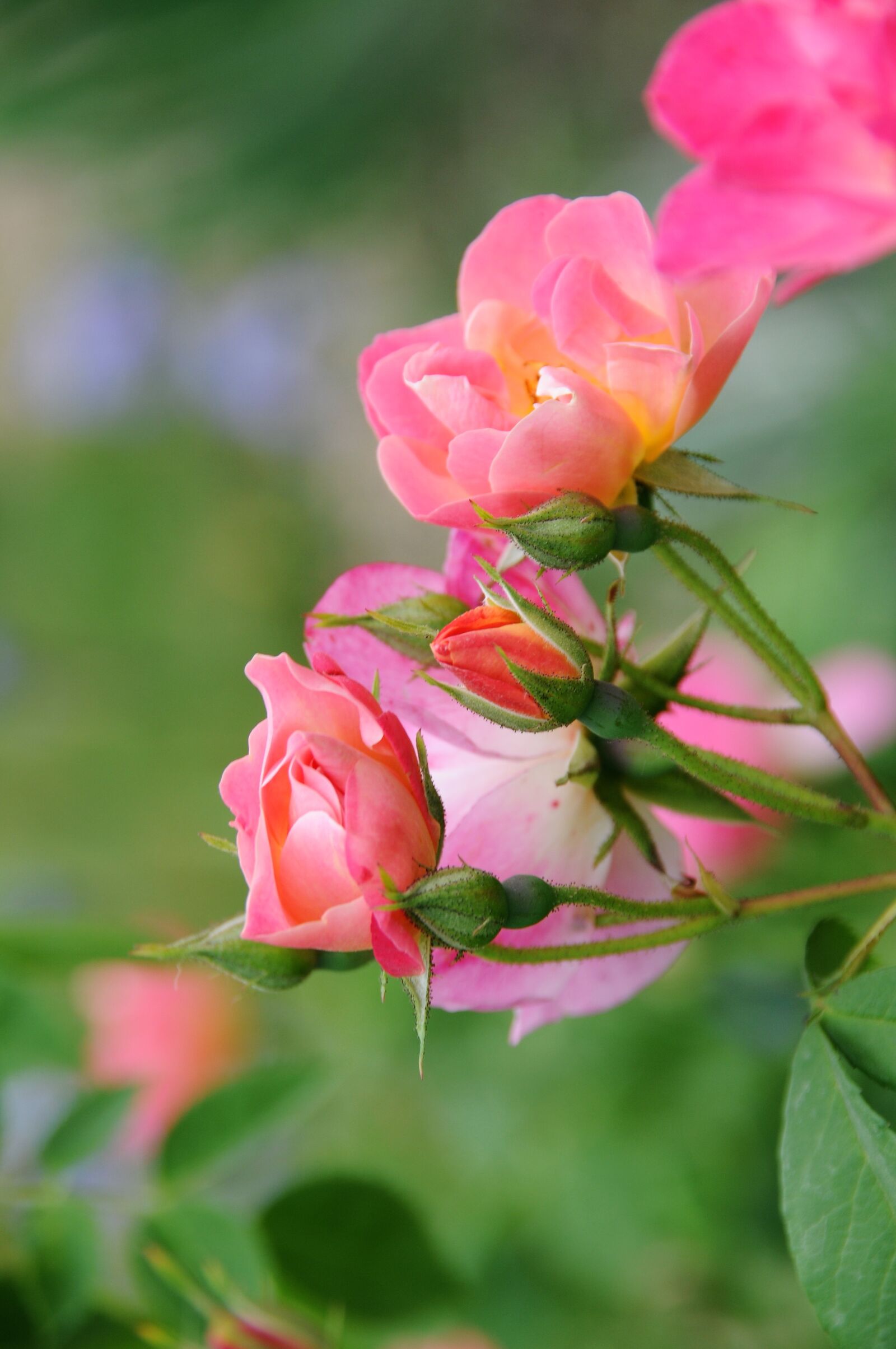 Nikon D300 sample photo. Pink, flower, spring photography