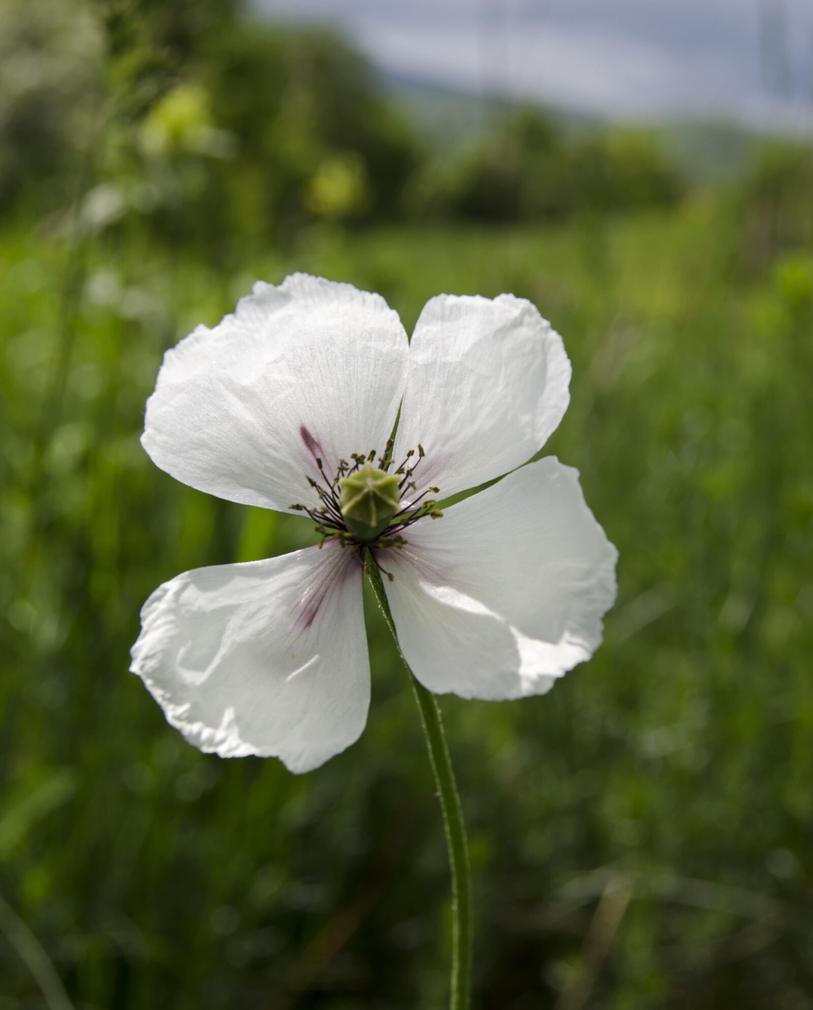 Nikon D5100 sample photo. Poppy, wild flower, mountain photography