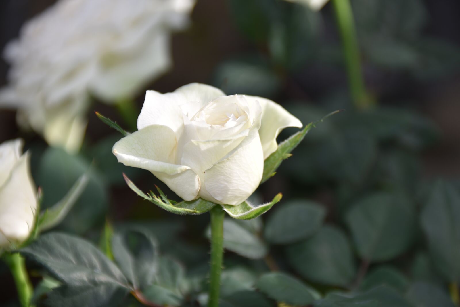 Nikon D5600 sample photo. Flower, white rose, rosebush photography