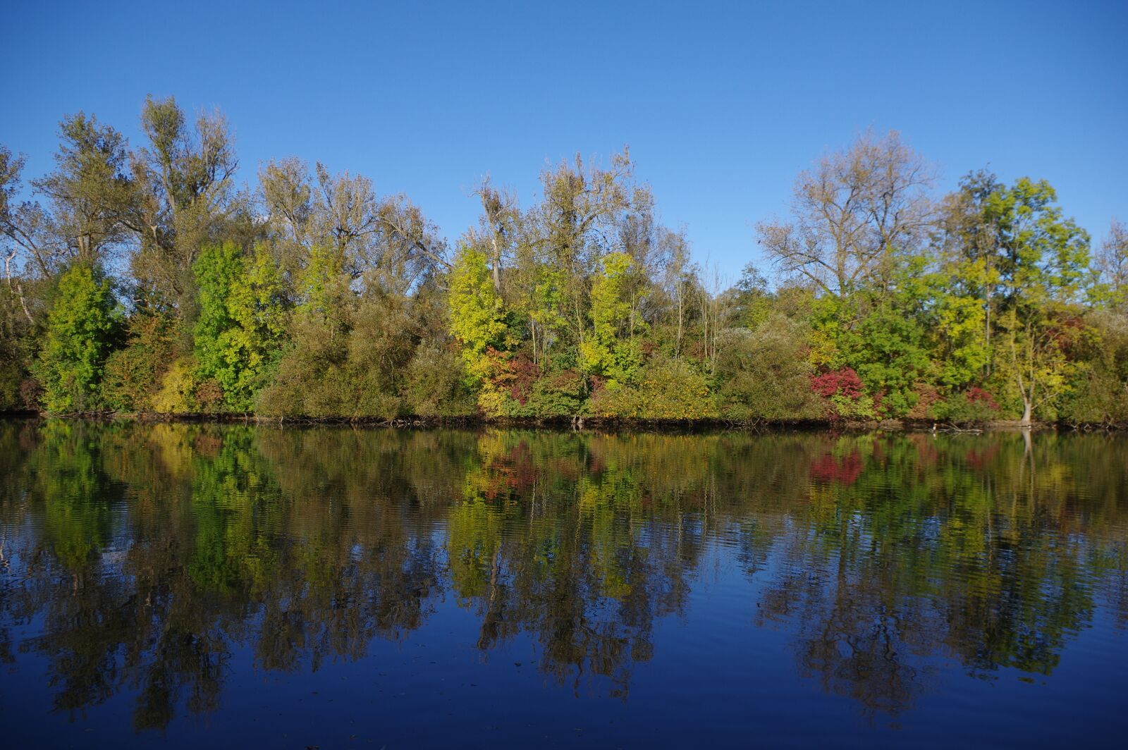 Pentax K-3 sample photo. Autumn, leaves, trees photography