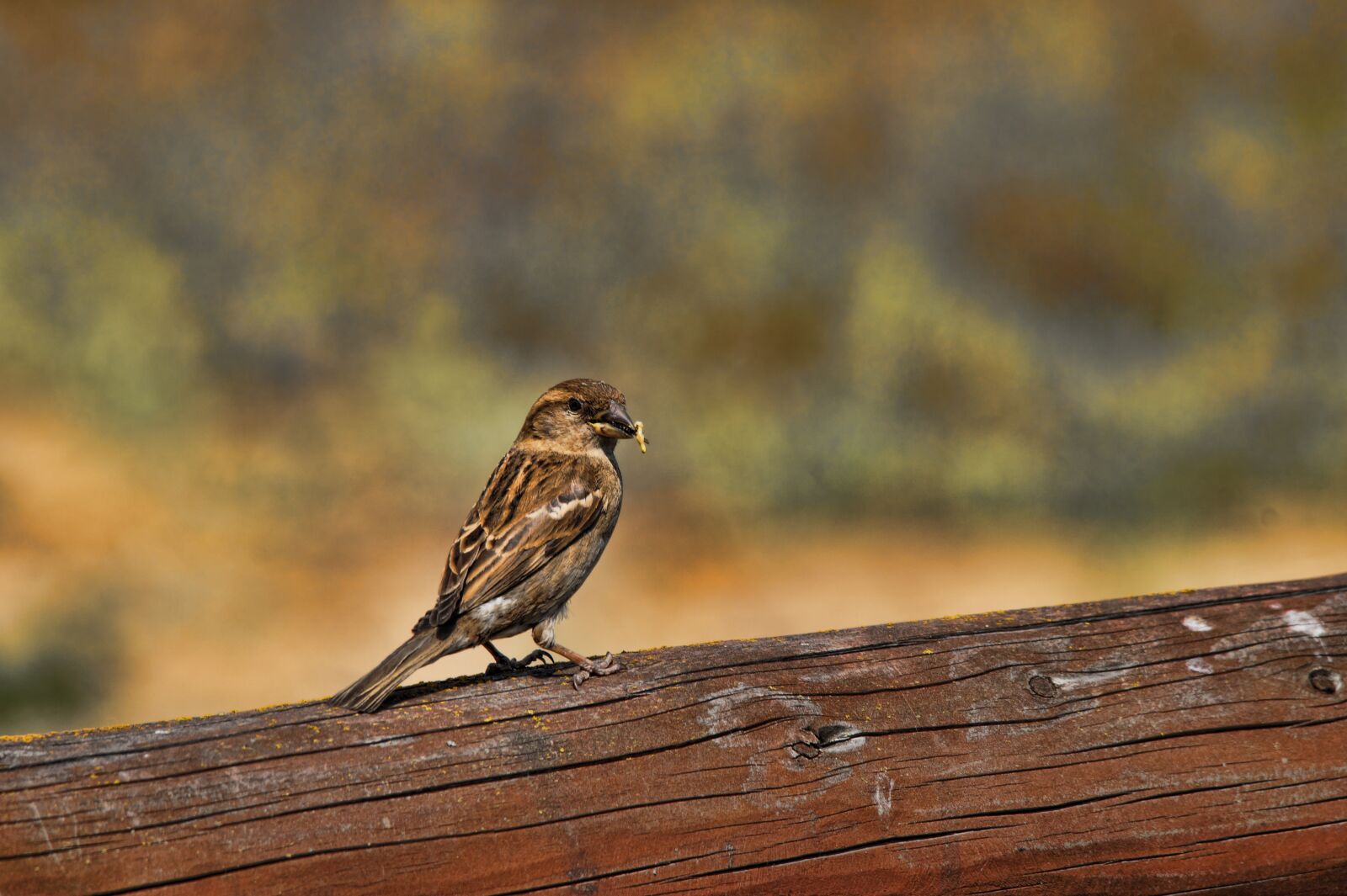 Sony SLT-A58 sample photo. The sparrow, bird, nature photography