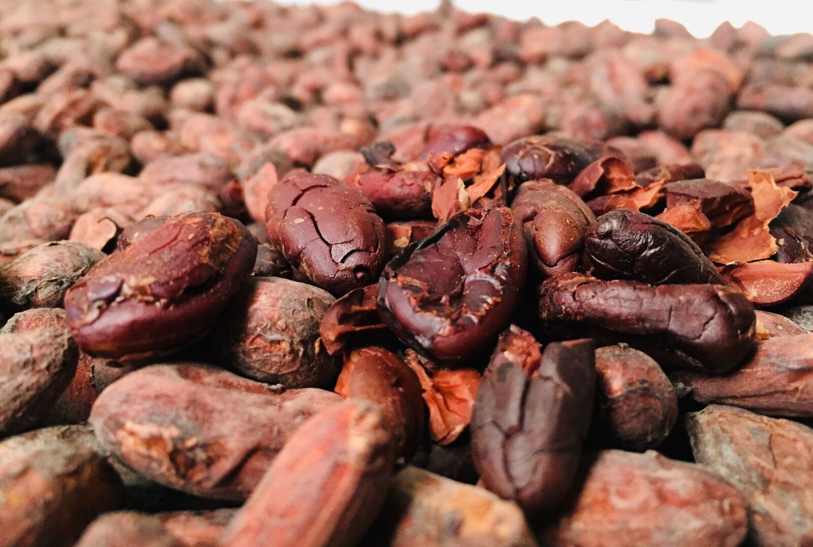 iPhone 6 back camera 4.15mm f/2.2 sample photo. Cocoa, toasted, chocolate photography