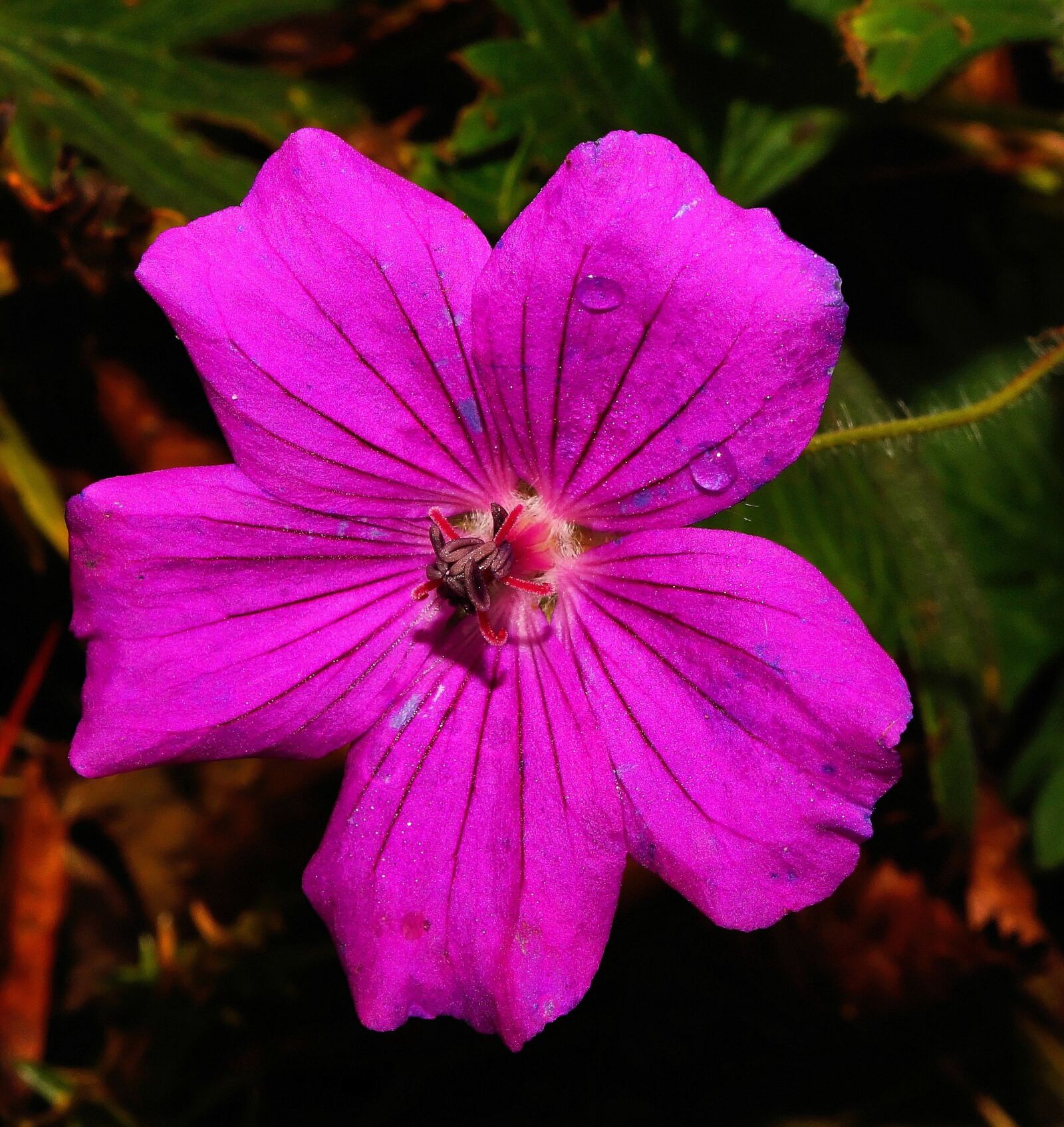 Sony SLT-A58 + Sony DT 30mm F2.8 Macro SAM sample photo. Flower, blossom, bloom photography