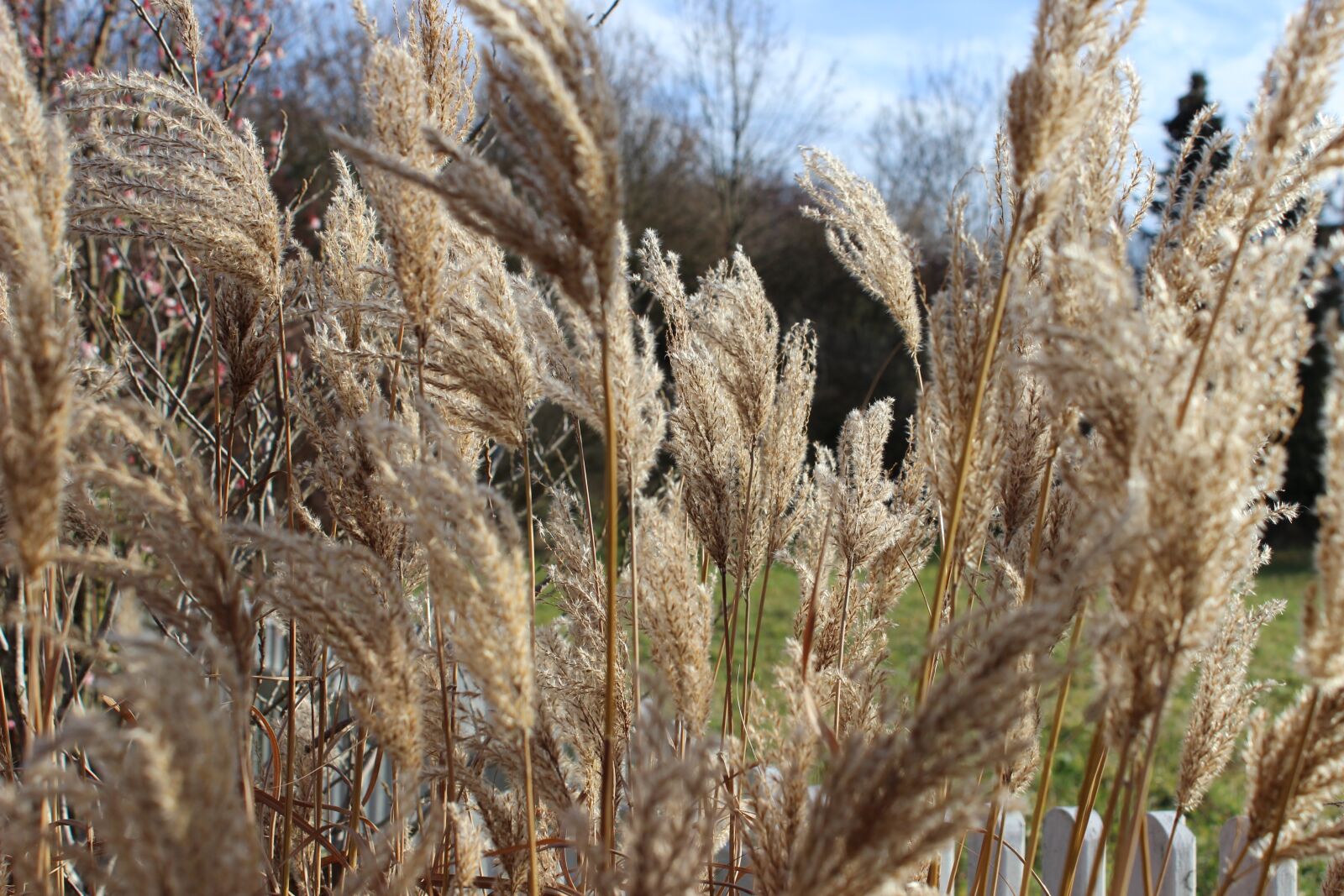 Canon EOS 600D (Rebel EOS T3i / EOS Kiss X5) sample photo. Grass, nature, landscape photography
