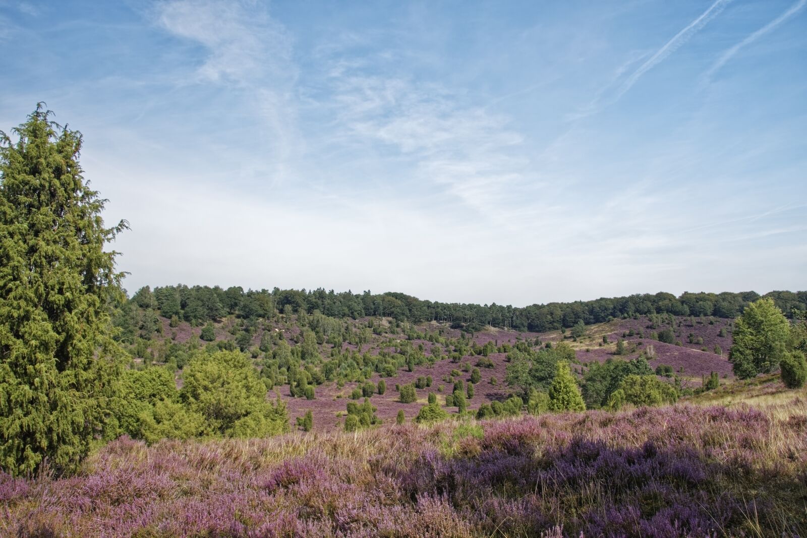 Nikon D500 sample photo. Germany, l neburg heath photography
