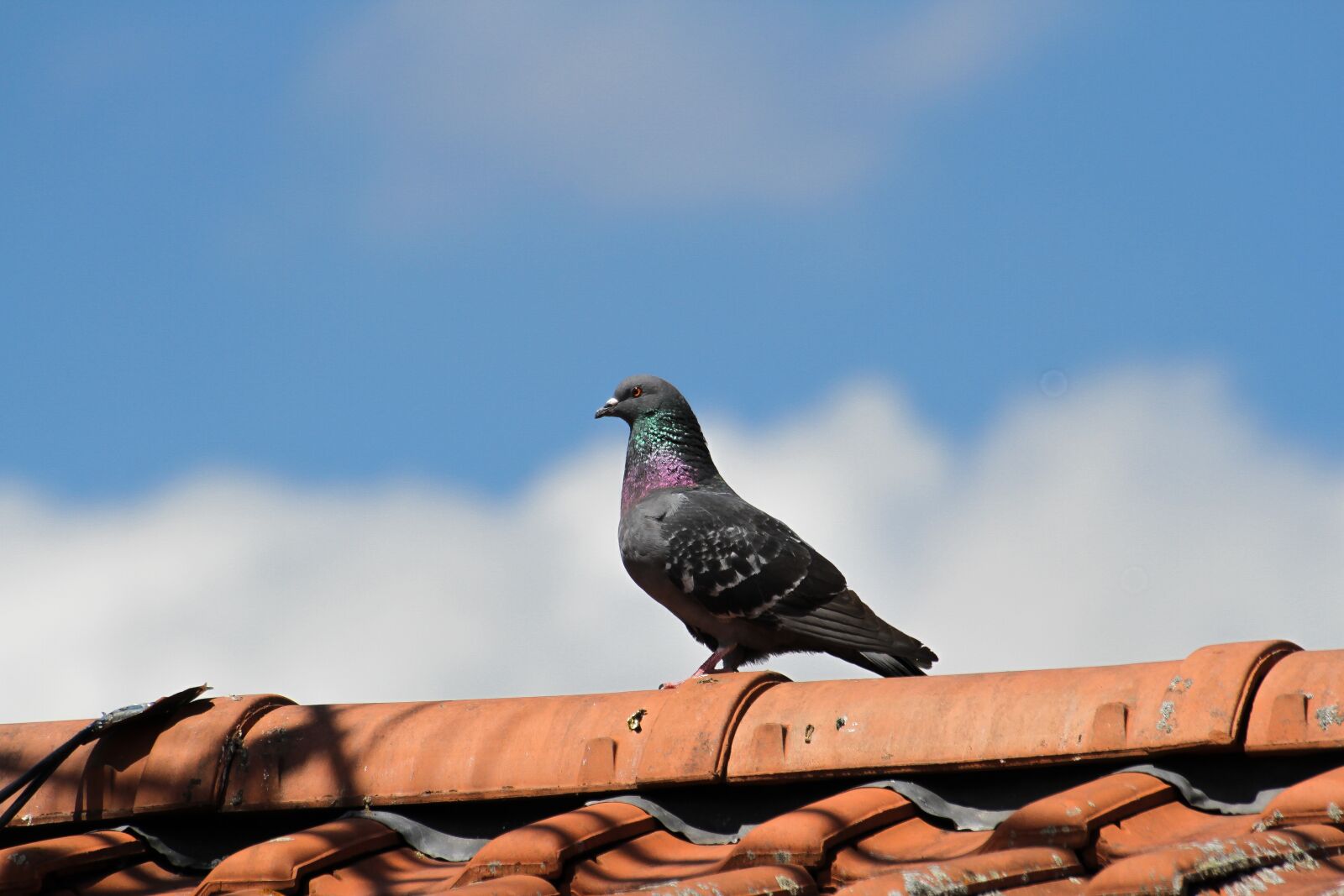 Canon EOS 7D sample photo. Pigeon, bird, animal photography