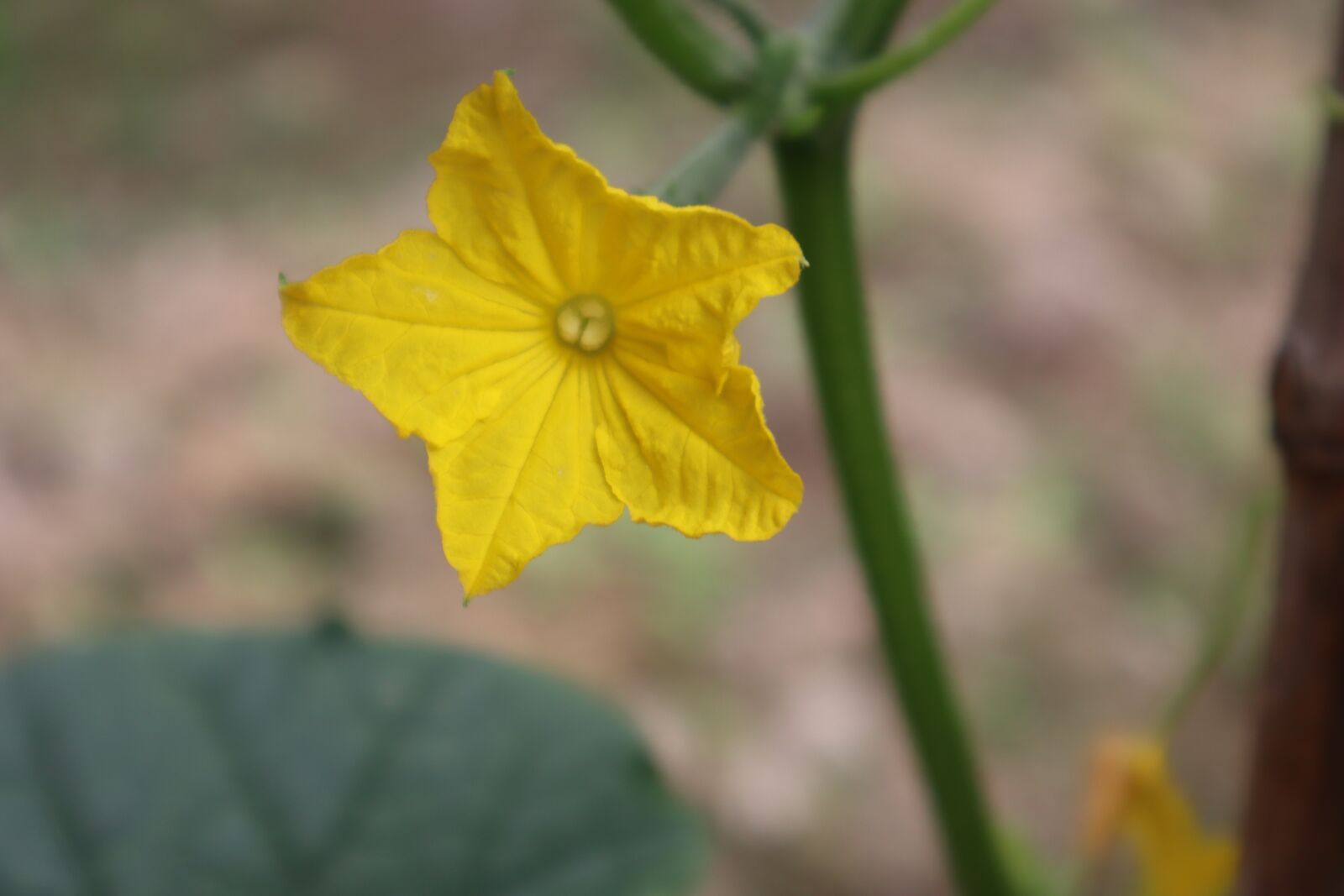 Canon EOS M50 (EOS Kiss M) sample photo. Flower, gold, united melon photography