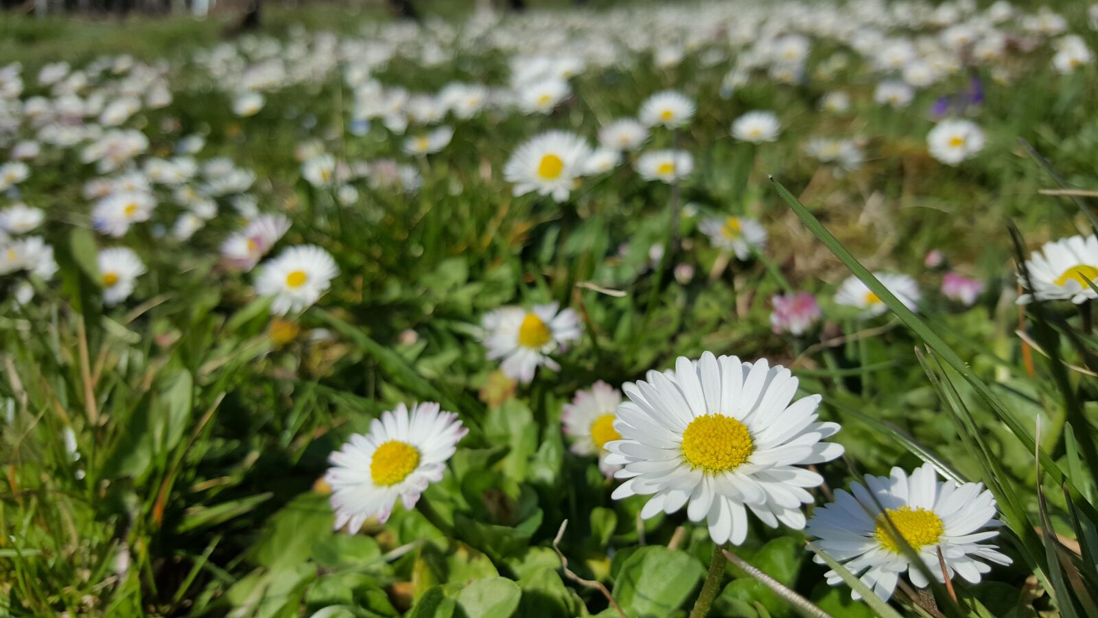 Samsung Galaxy S6 sample photo. Daisy, white, in the photography