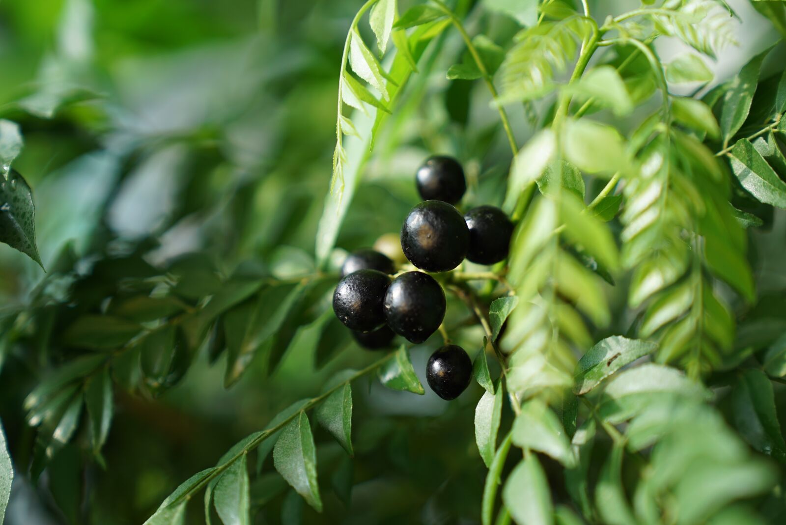 Sony a7S + Sony FE 24-70mm F2.8 GM sample photo. Chili berries, fruiting, fresh photography