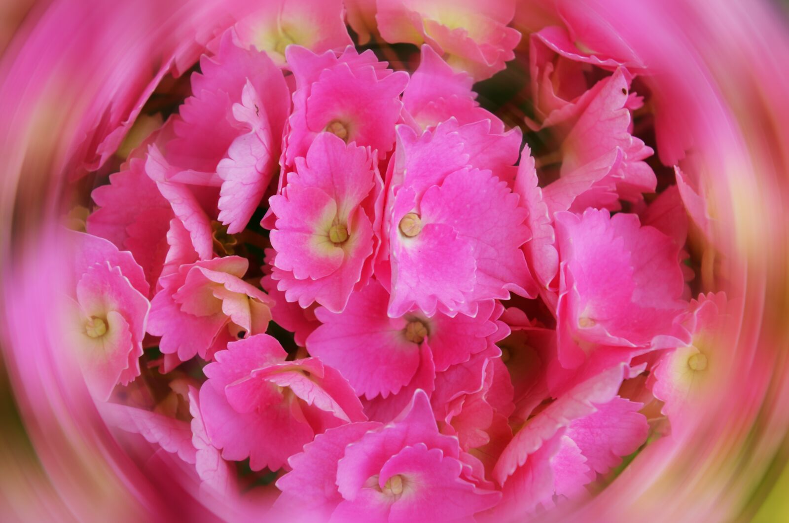 Nikon D7000 sample photo. Hydrangea, petals, game photography