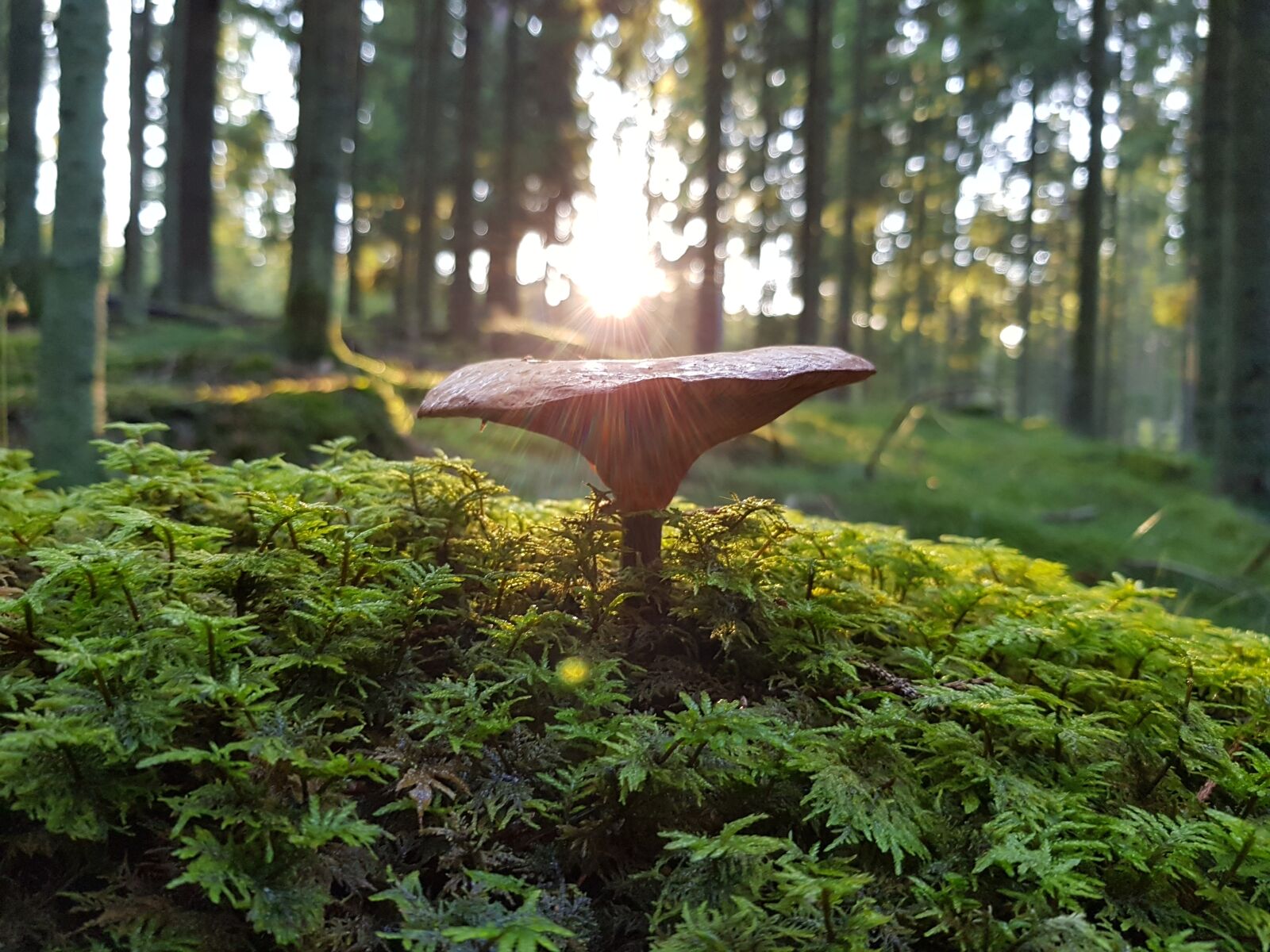 Samsung Galaxy S8+ sample photo. Mushroom, forest, nature photography