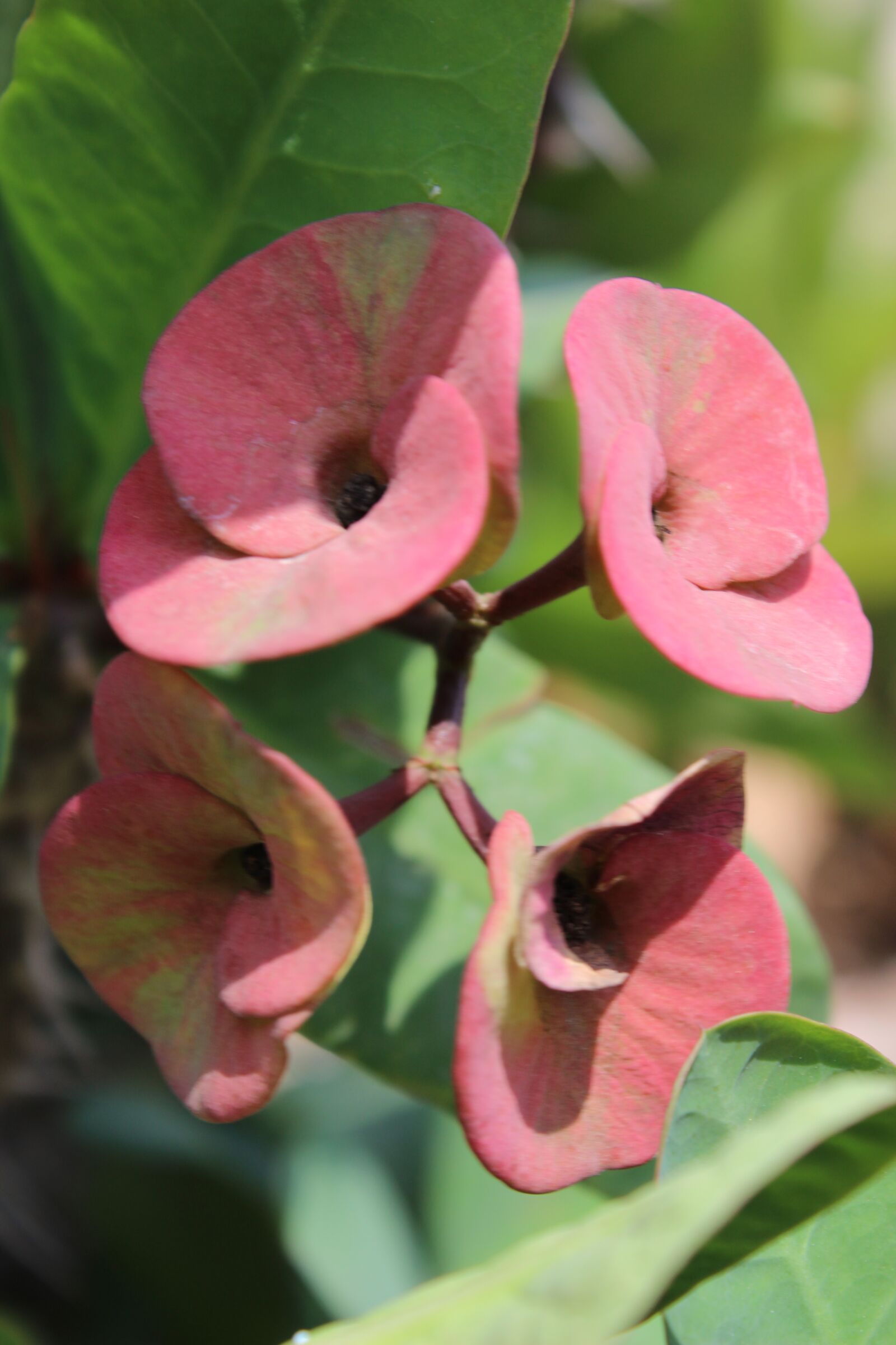 Canon EOS 600D (Rebel EOS T3i / EOS Kiss X5) sample photo. Flower, light, flora photography