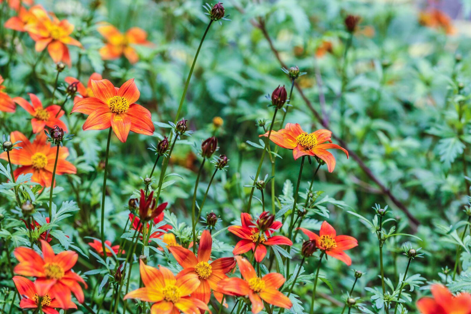 Canon EOS 7D Mark II sample photo. Flower, garden flower, summer photography