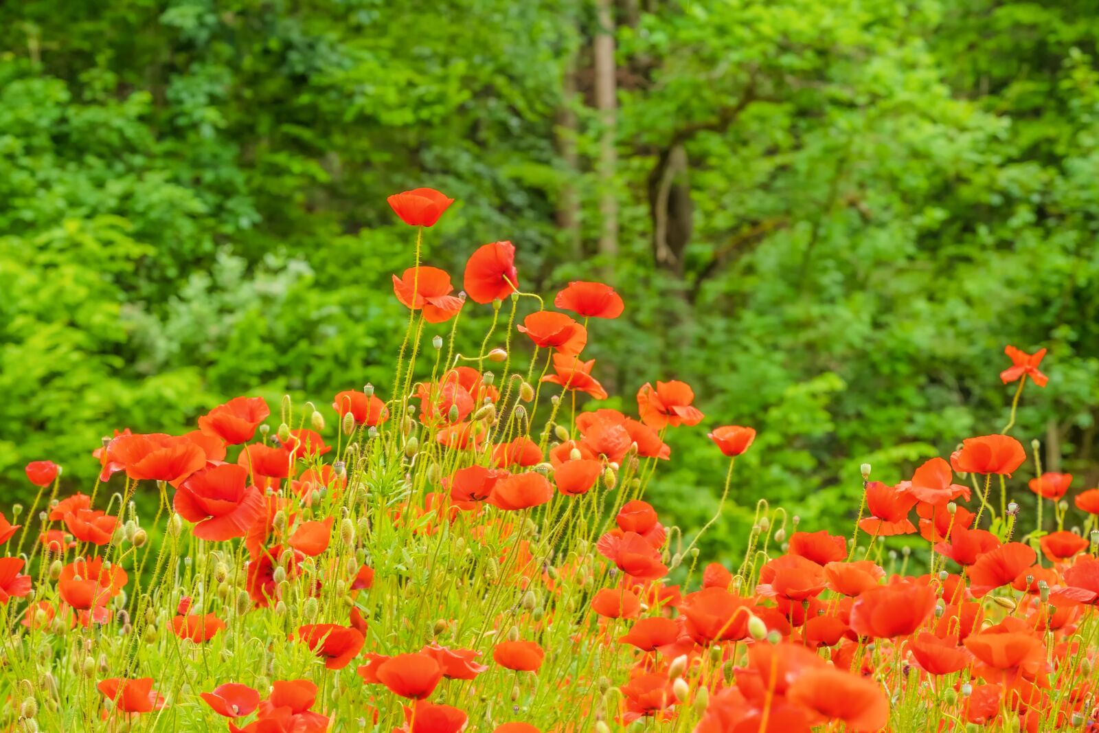 Fujifilm X-T10 sample photo. Meadow, poppy, poppies photography